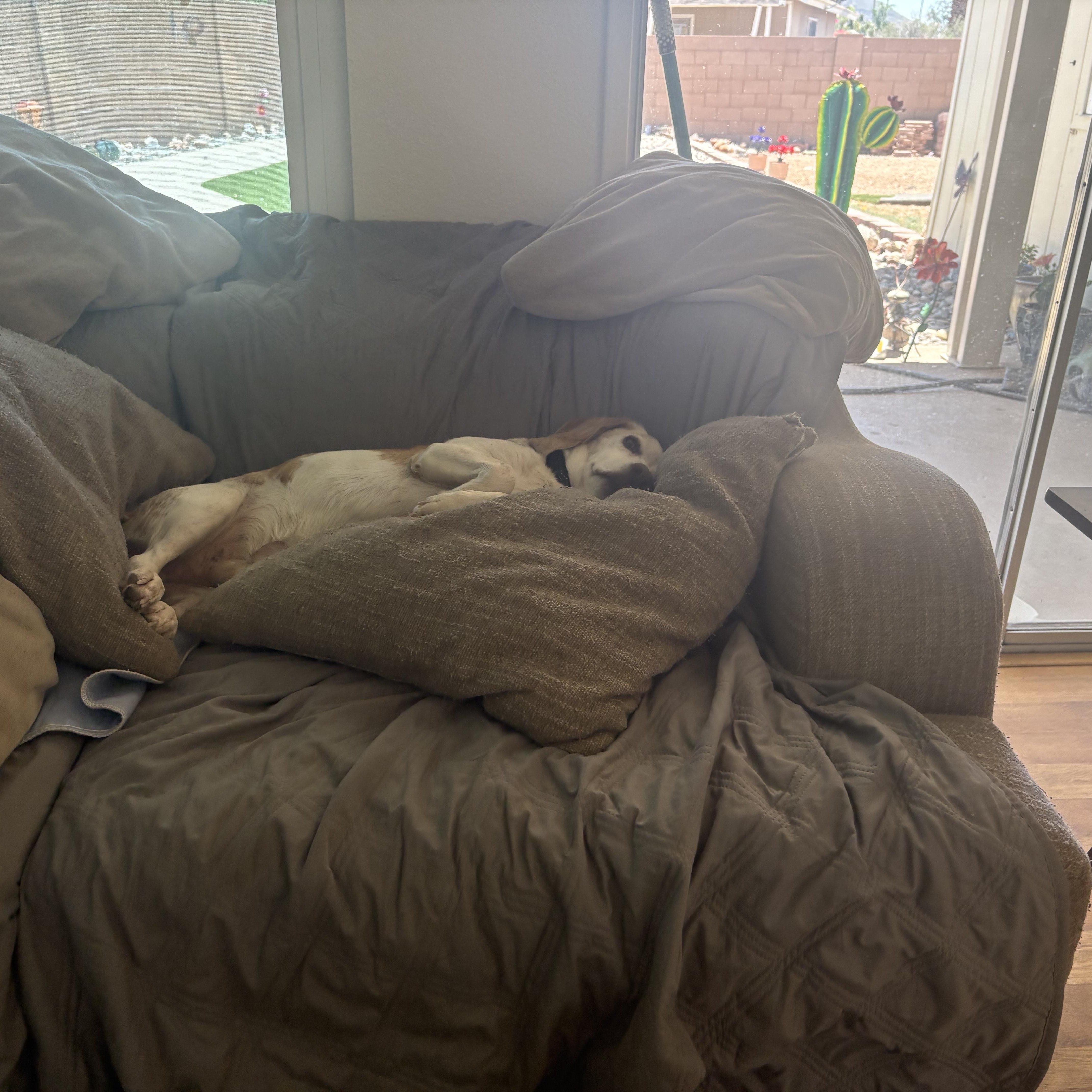 Enlarge Dwight, a ADOPTABLE Beagle in Phoenix, AZ image 3/6