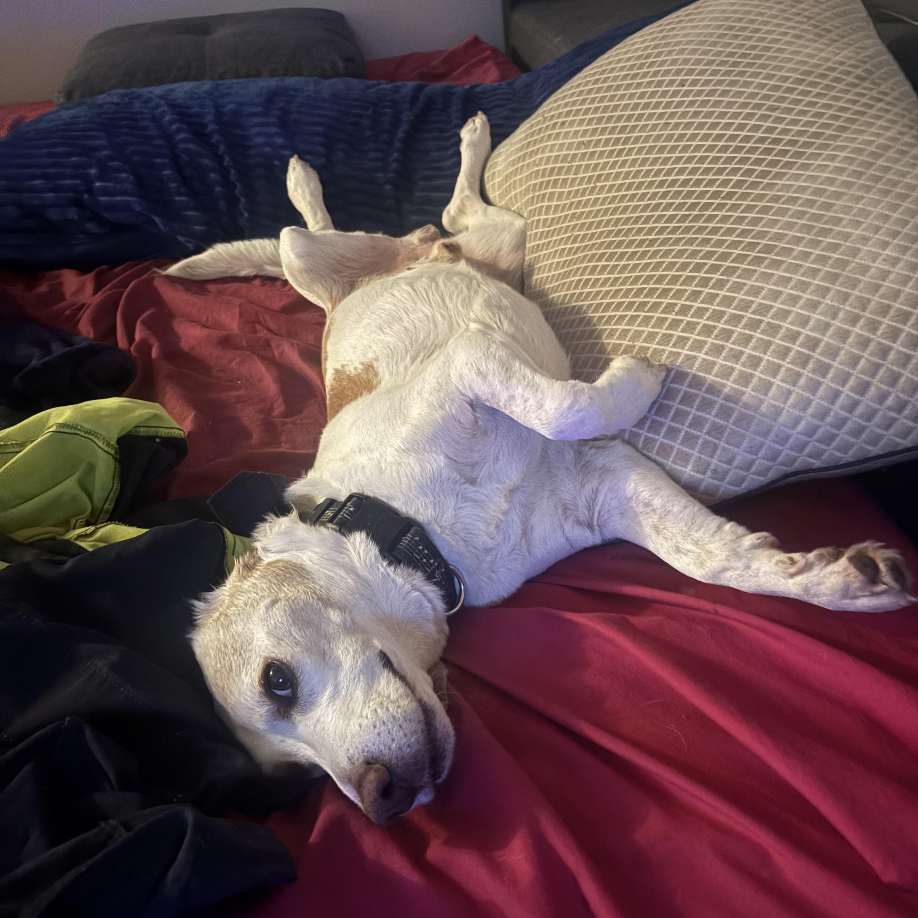 Enlarge Dwight, a ADOPTABLE Beagle in Phoenix, AZ image 5/6