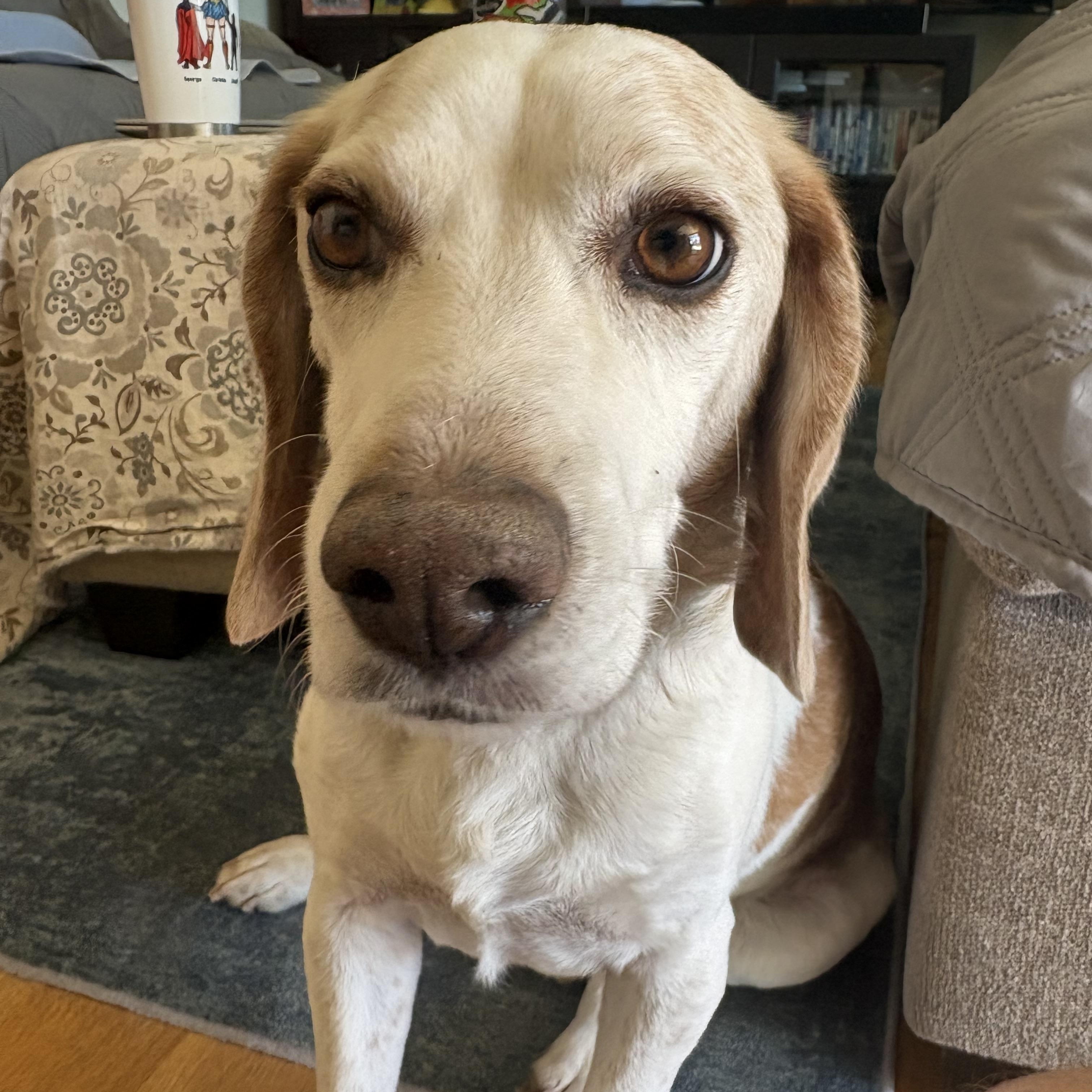 Enlarge Dwight, a ADOPTABLE Beagle in Phoenix, AZ image 1/6