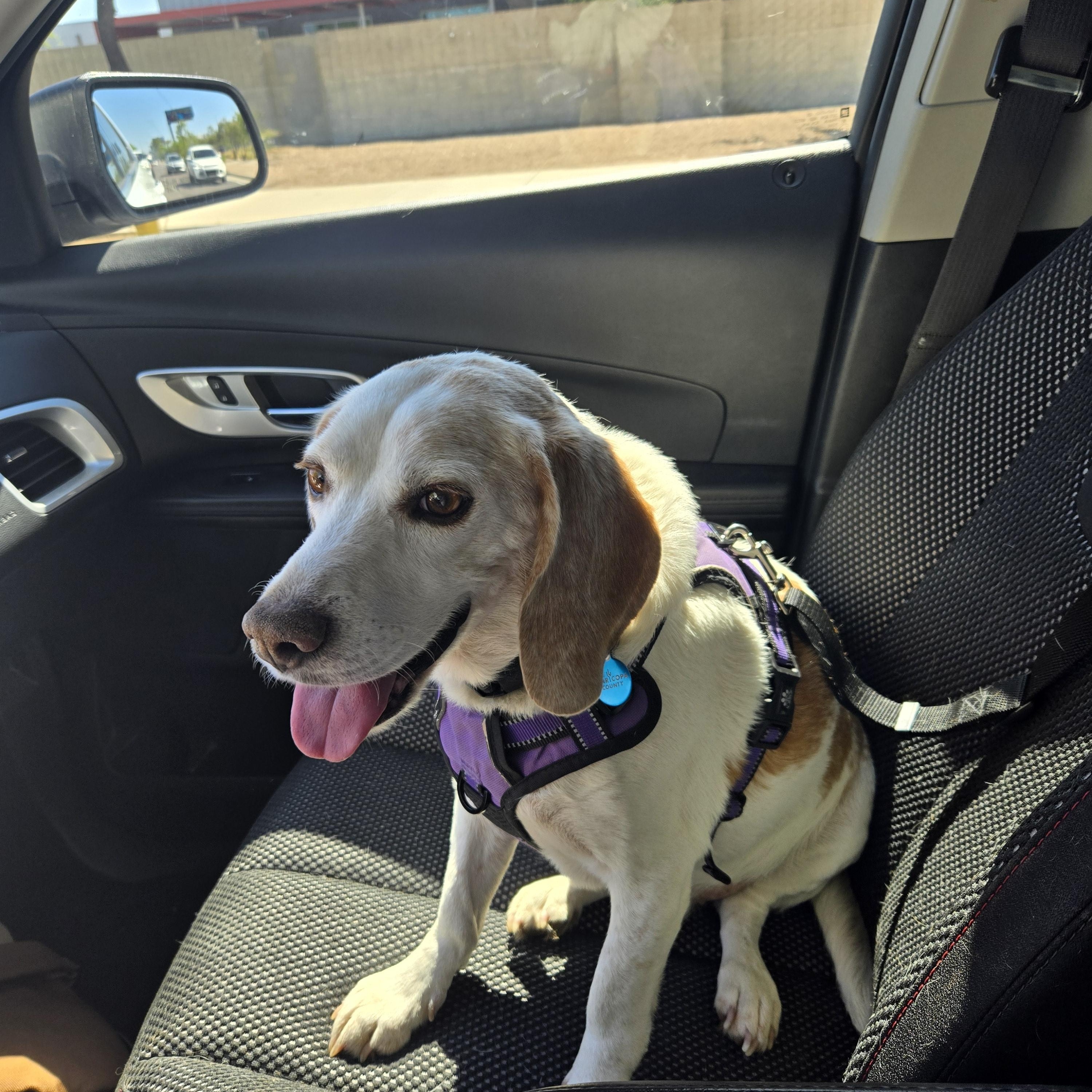 Enlarge Dwight, a ADOPTABLE Beagle in Phoenix, AZ image 6/6
