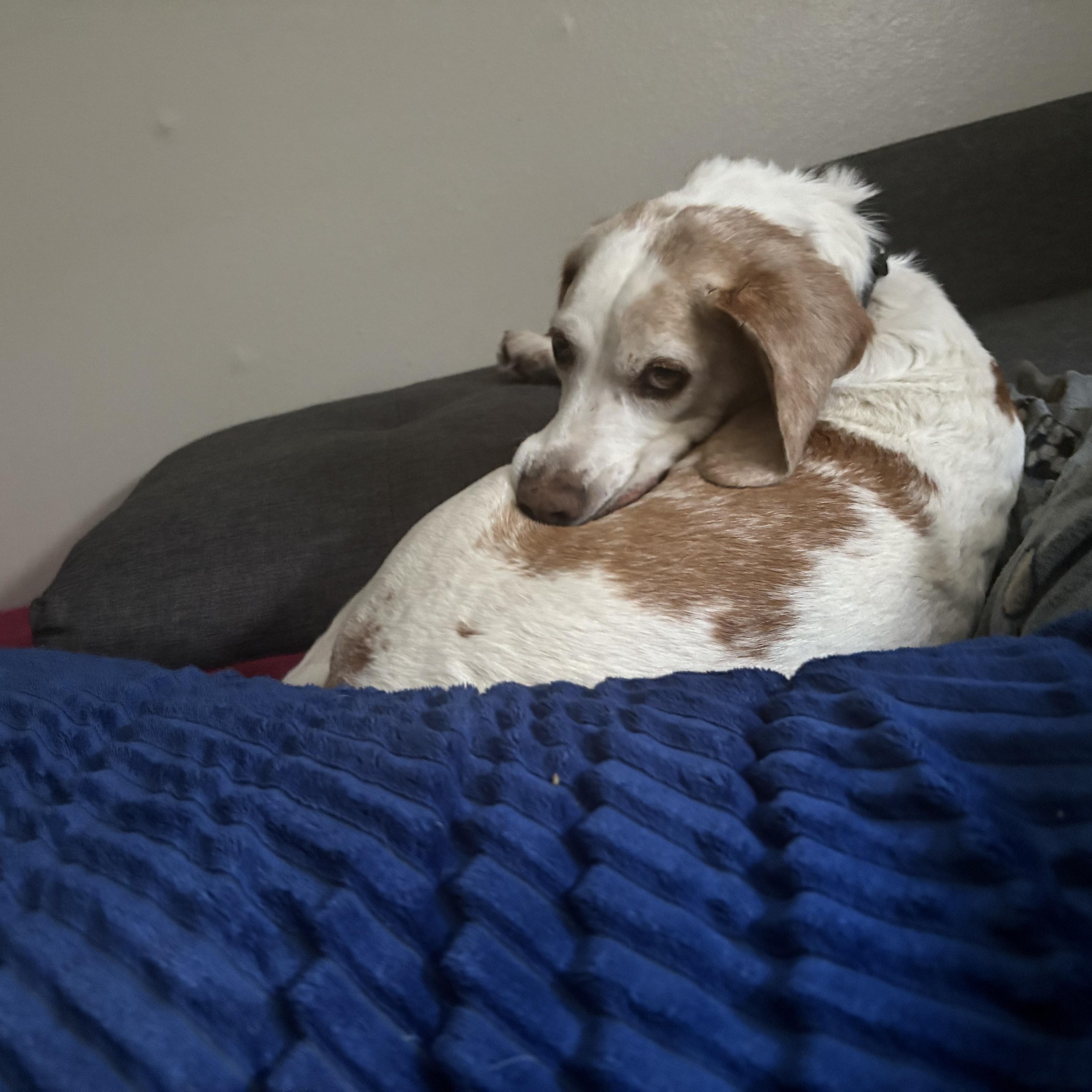 Enlarge Dwight, a ADOPTABLE Beagle in Phoenix, AZ image 4/6