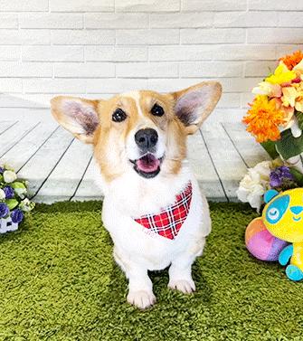 CORU, ADOPTABLE, Senior Female Corgi.