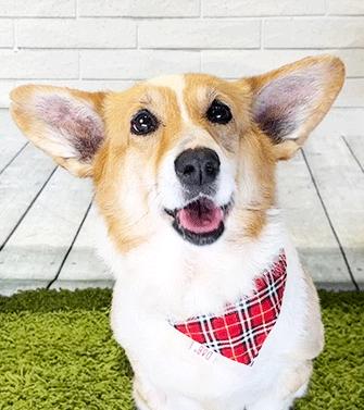 Enlarge CORU, a ADOPTABLE Corgi in Castro Valley, CA image 2/3