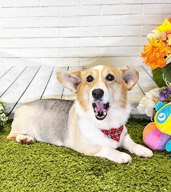 Enlarge CORU, a ADOPTABLE Corgi in Castro Valley, CA image 3/3
