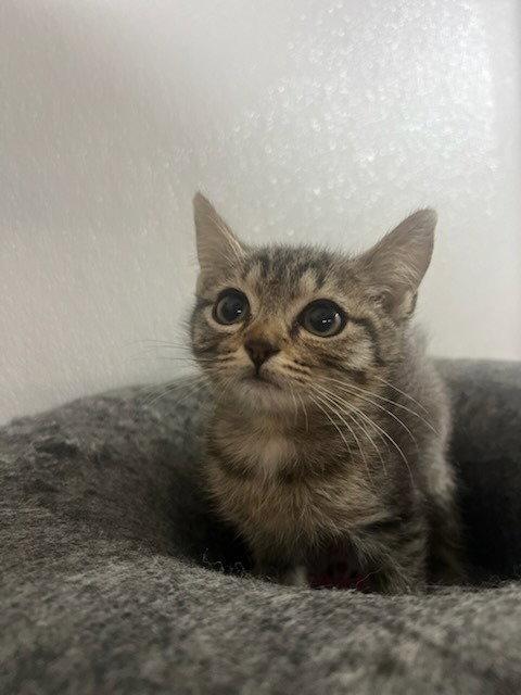 Huck, Adoptable, Kitten Female Domestic Short Hair.