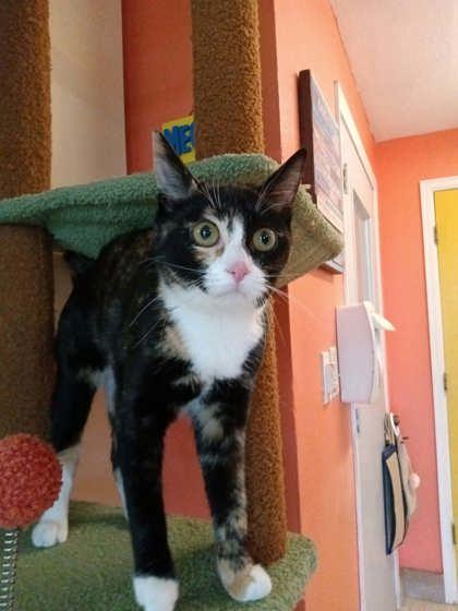 Karen the Computer, Adoptable, Adult Female Domestic Short Hair & Domestic Short Hair.