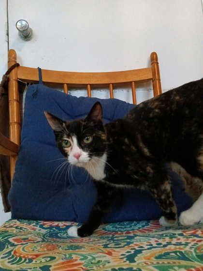 Enlarge Karen the Computer, a Adoptable mixed breed in Scottsbluff, NE image 3/3