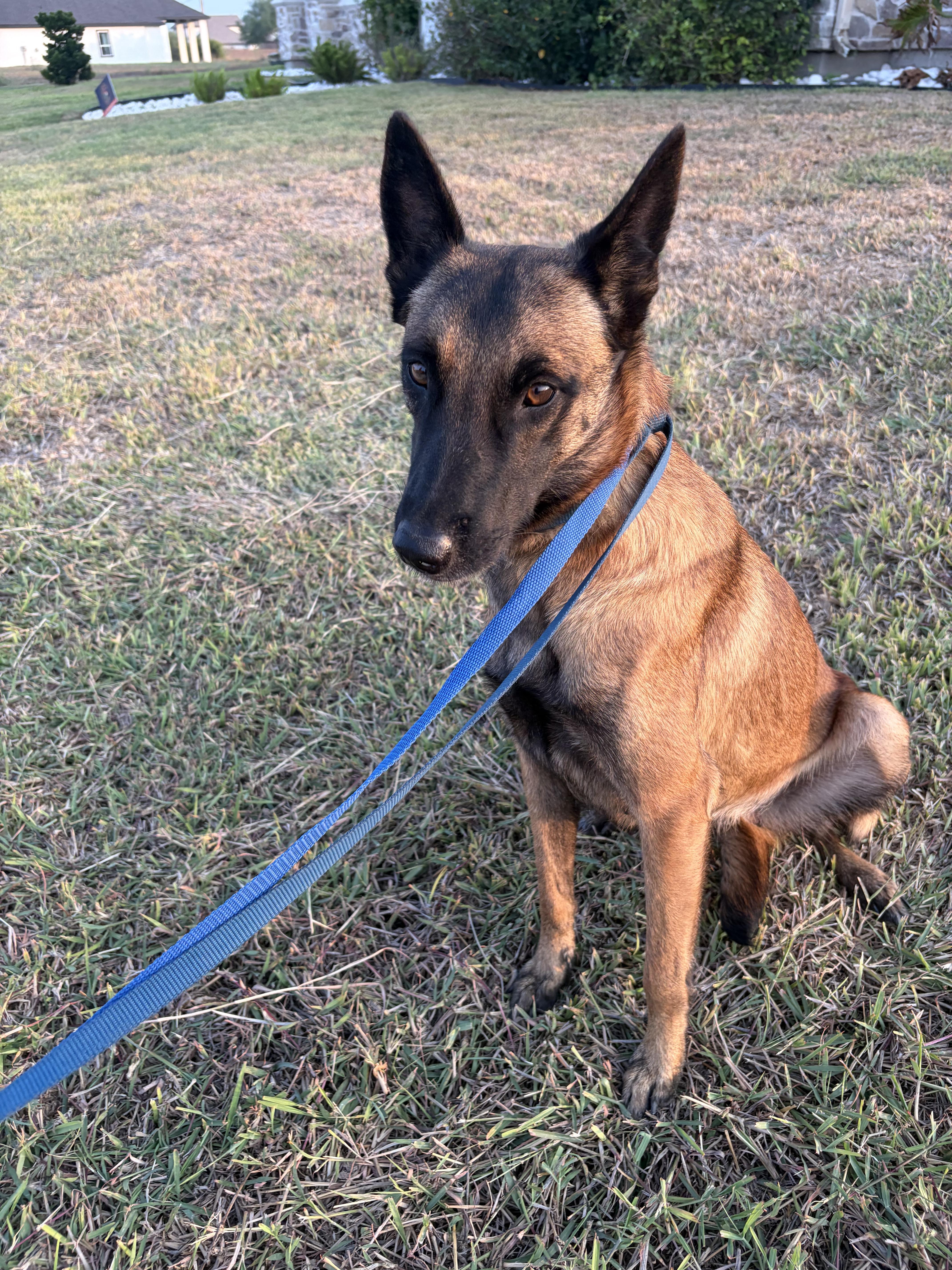 Enlarge Carmela, a Adoptable Belgian Shepherd / Malinois in Minneapolis , MN image 4/6