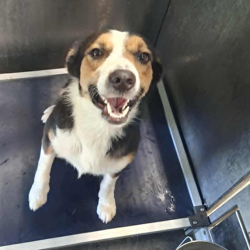 Owen, a Adoptable Shepherd in Hannibal, MO image 2/4