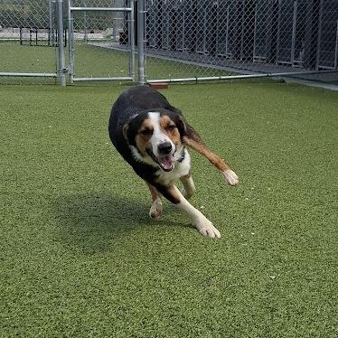 Owen, a Adoptable Shepherd in Hannibal, MO image 4/4