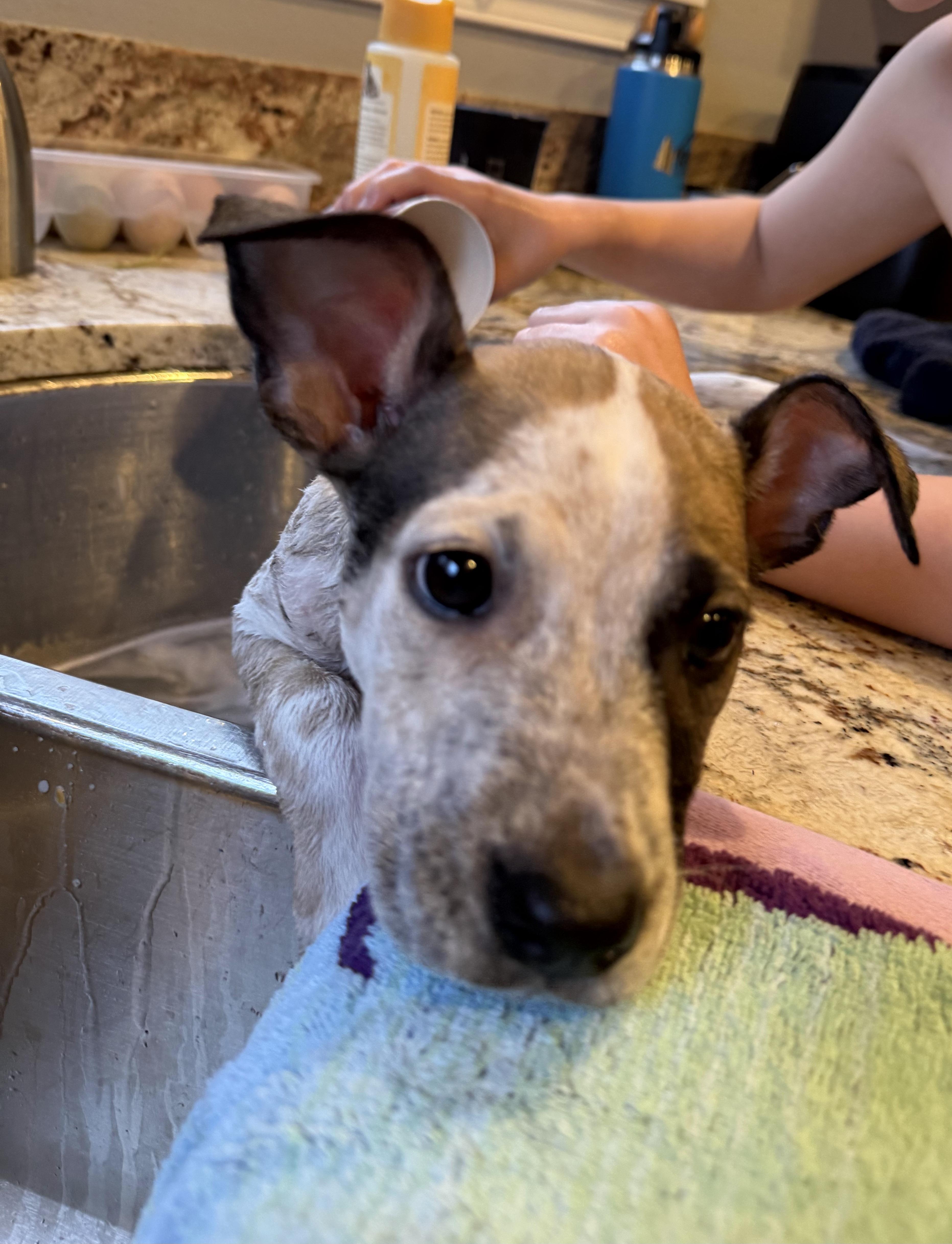 Enlarge River, a ADOPTABLE mixed breed in Kirkland, WA image 5/6