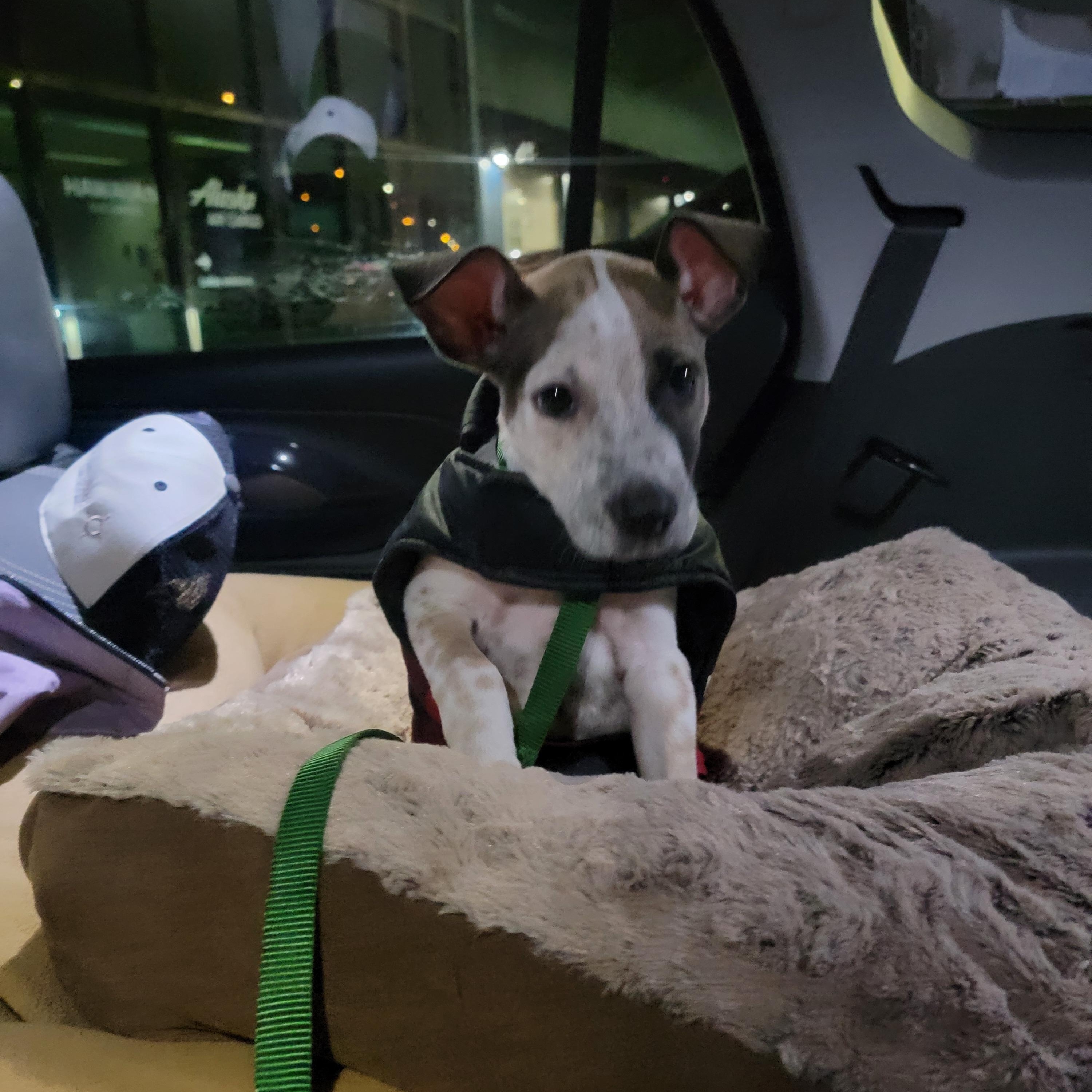 Enlarge River, a ADOPTABLE mixed breed in Kirkland, WA image 6/6