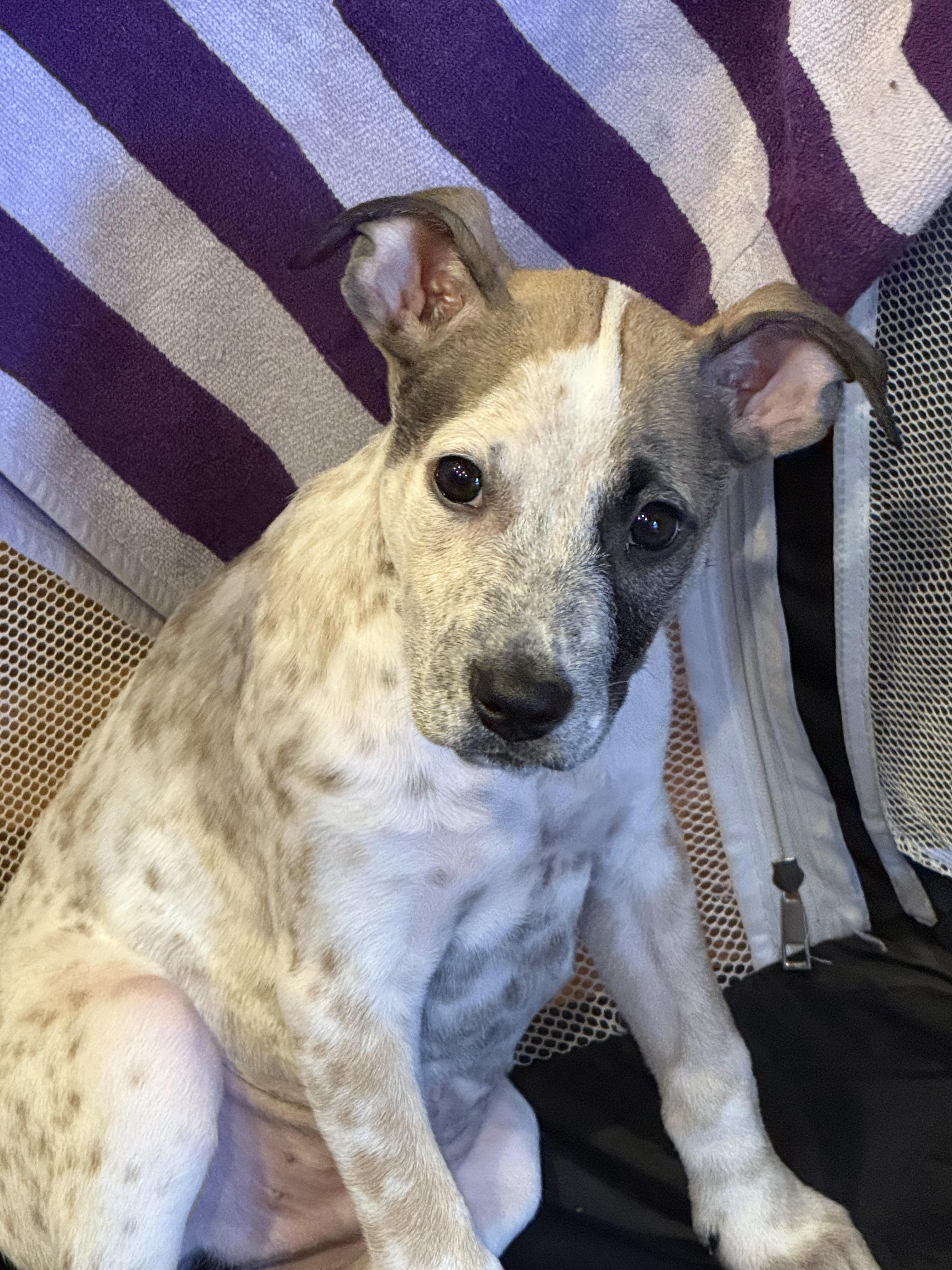 Enlarge River, a ADOPTABLE mixed breed in Kirkland, WA image 3/6