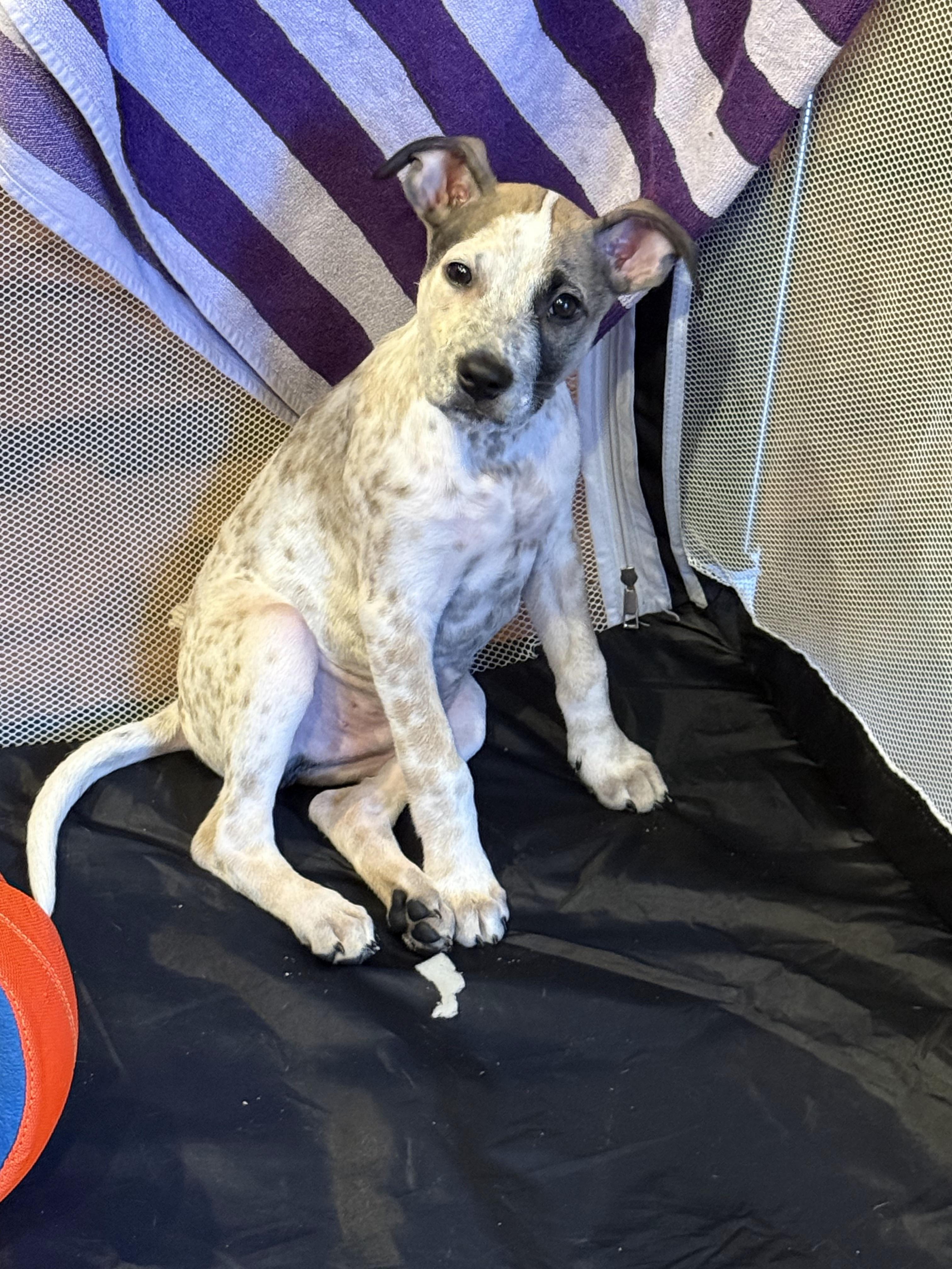 Enlarge River, a ADOPTABLE mixed breed in Kirkland, WA image 4/6