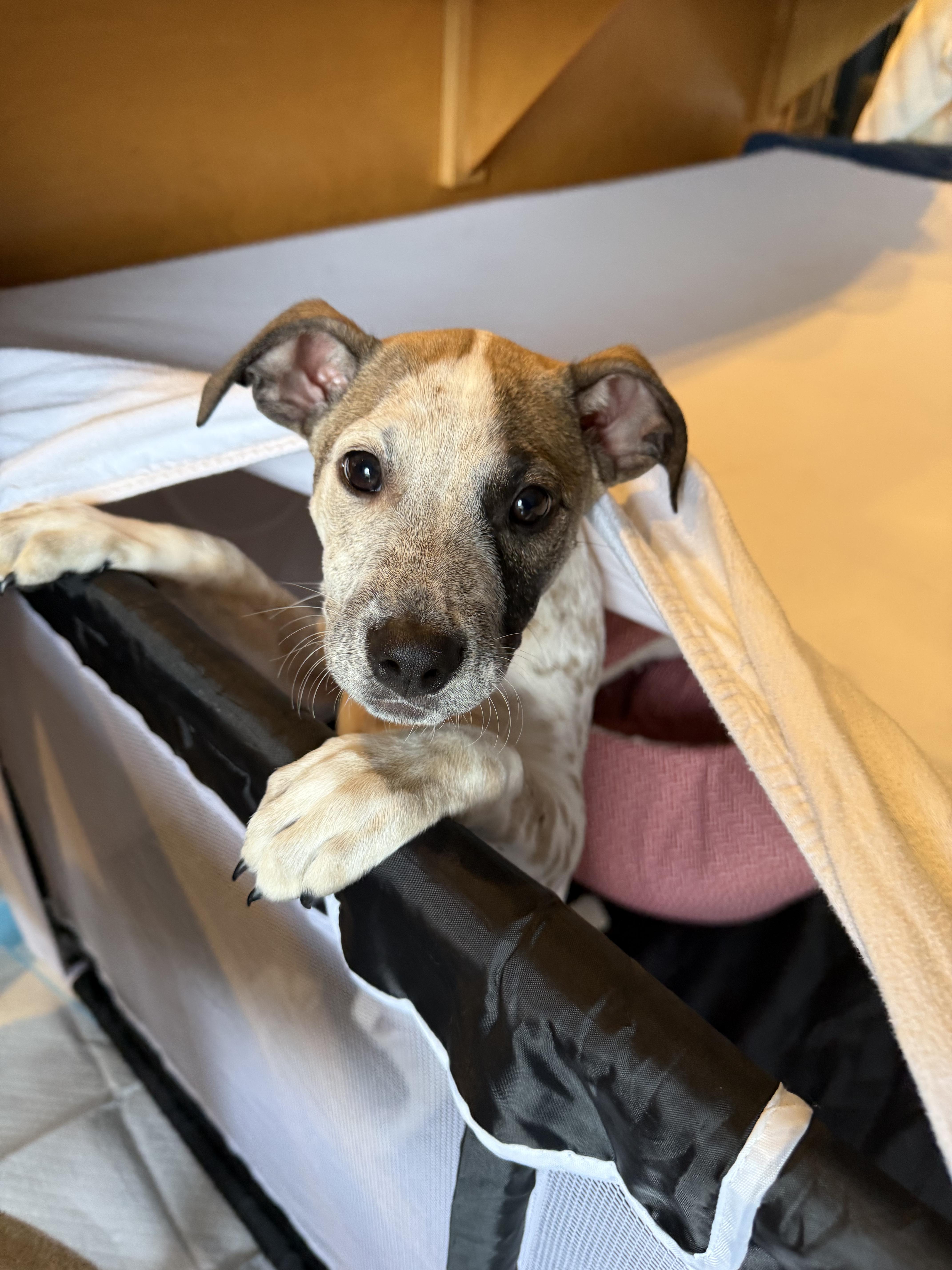 Enlarge River, a ADOPTABLE mixed breed in Kirkland, WA image 1/6