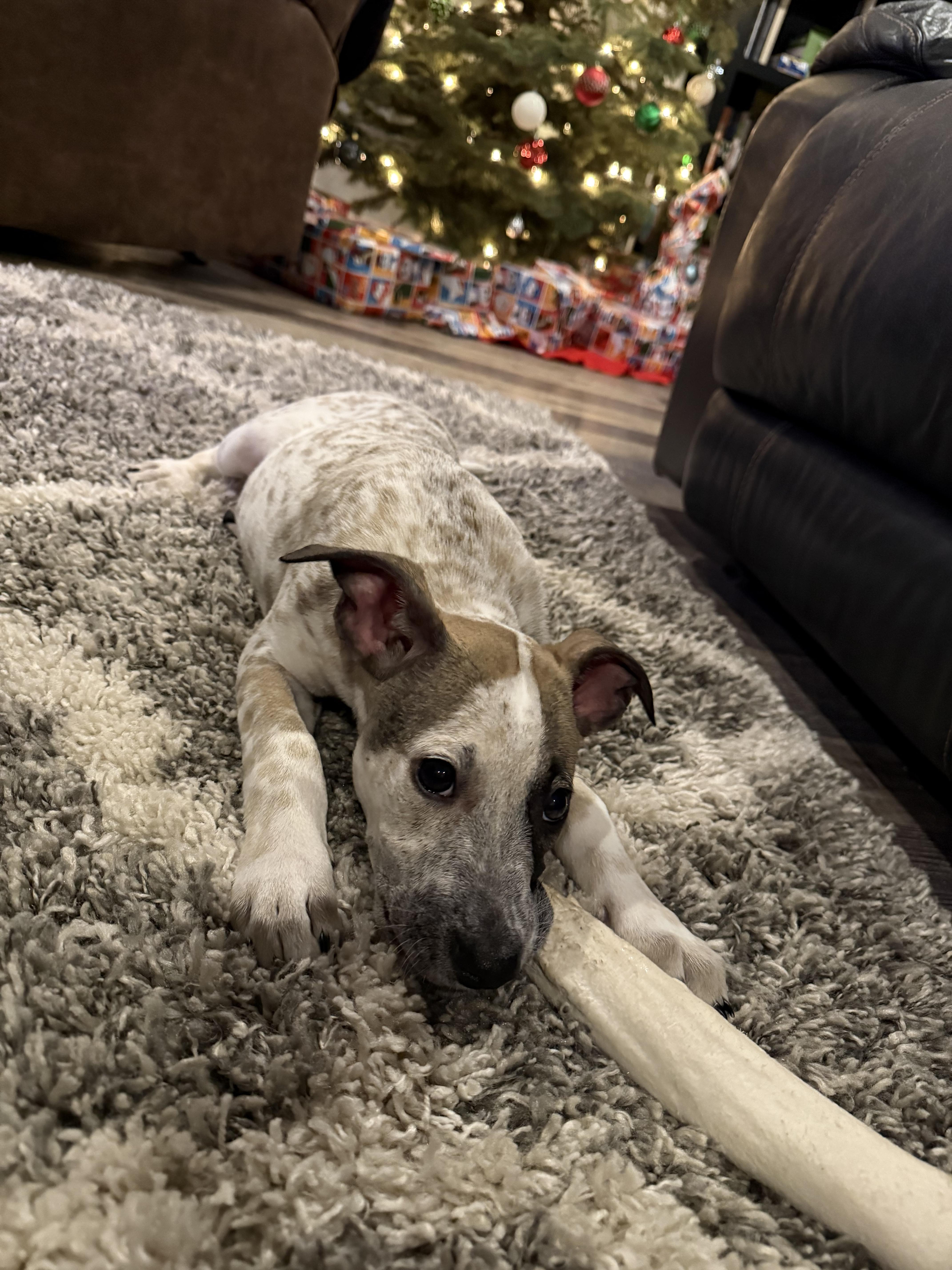 Enlarge River, a ADOPTABLE mixed breed in Kirkland, WA image 2/6