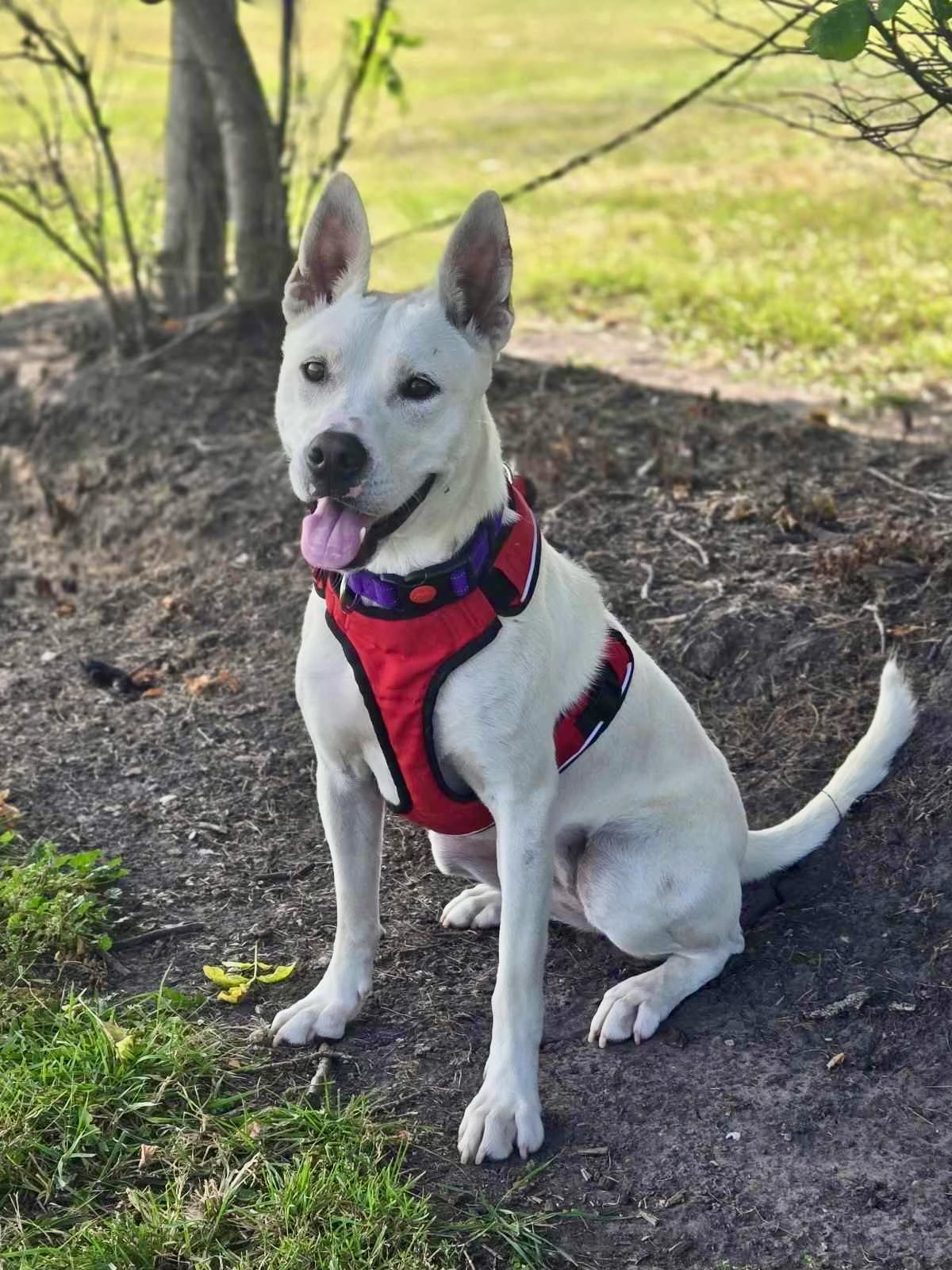 Frost, Adoptable, Young Female Husky & Terrier.