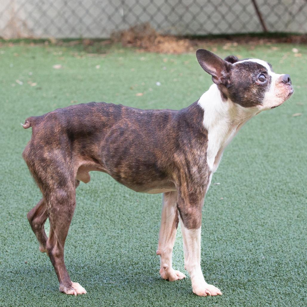 Enlarge Earl, a Adoptable Mixed Breed in Cartersville, GA image 1/5