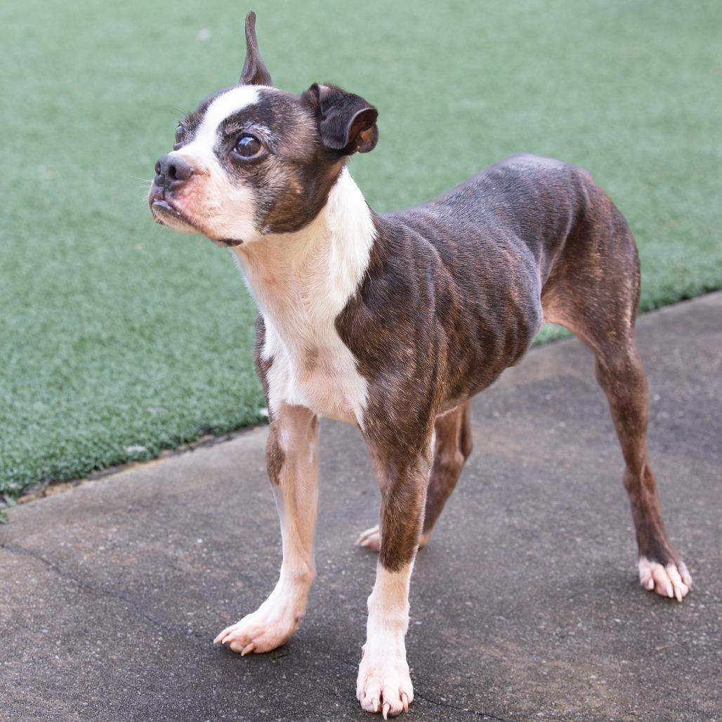 Enlarge Earl, a Adoptable Mixed Breed in Cartersville, GA image 2/5