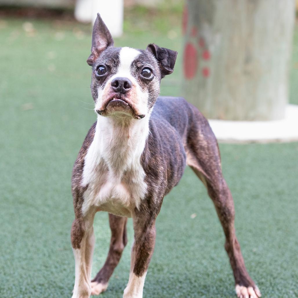 Enlarge Earl, a Adoptable Mixed Breed in Cartersville, GA image 3/5