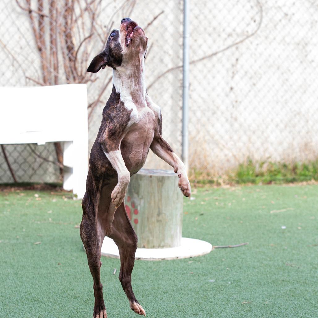 Enlarge Earl, a Adoptable Mixed Breed in Cartersville, GA image 4/5