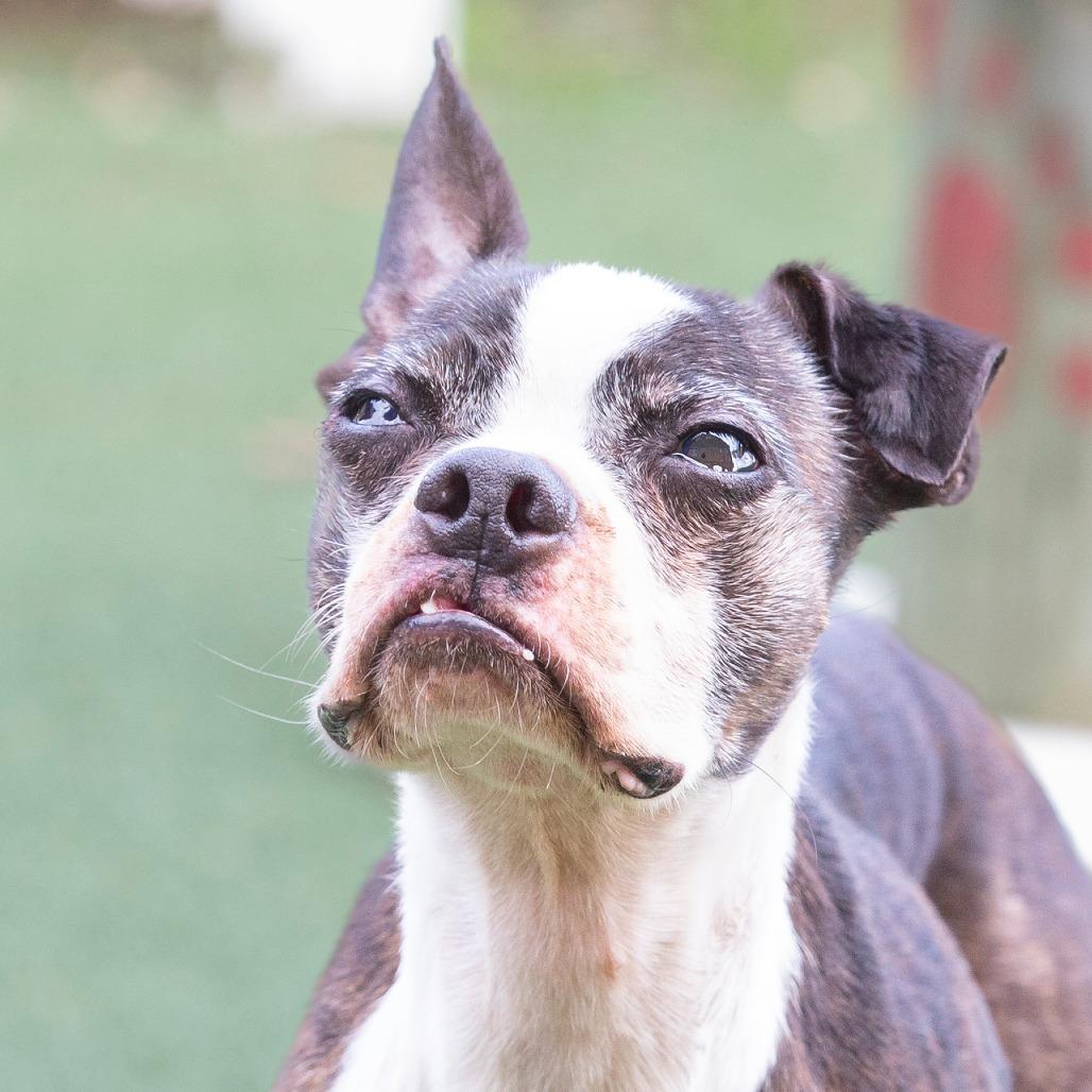 Enlarge Earl, a Adoptable Mixed Breed in Cartersville, GA image 5/5