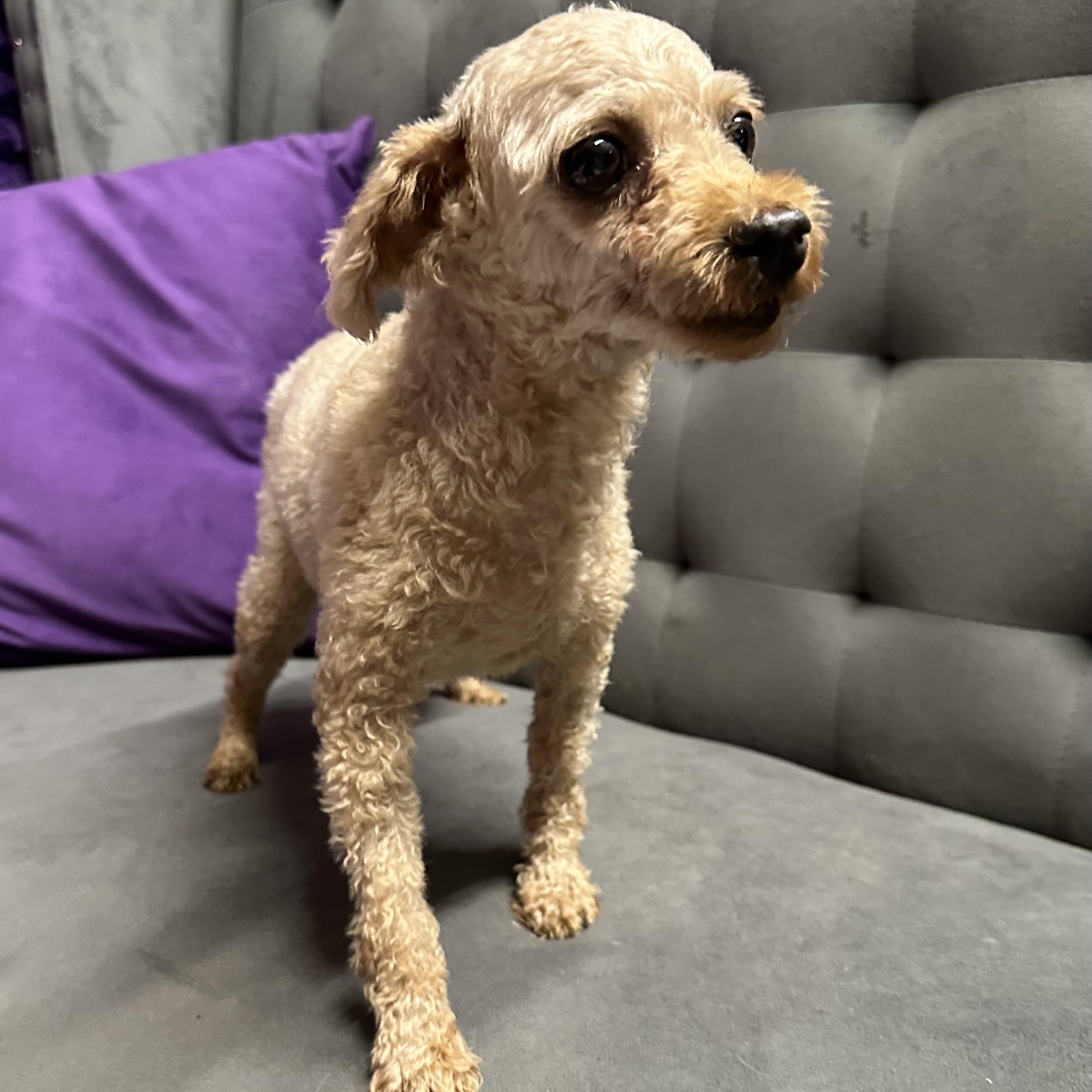 Enlarge Smiggin - Home Visit in Process, an adopted Poodle in Hartland, WI image 4/6