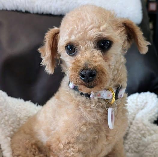 Smiggin - Home Visit in Process, adopted, Adult Female Poodle.