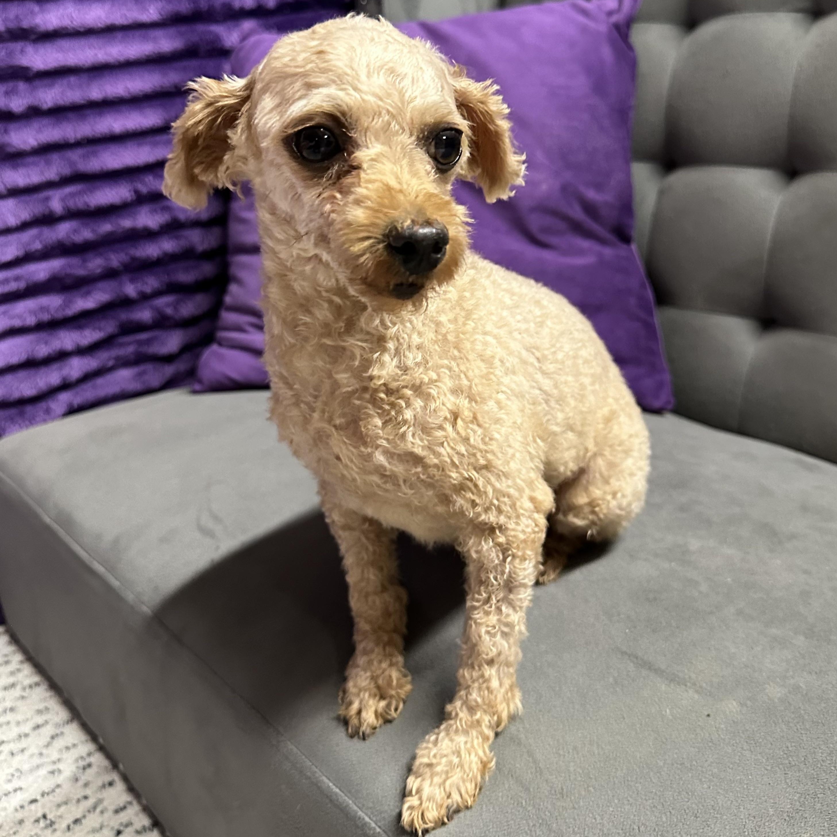 Enlarge Smiggin - Home Visit in Process, an adopted Poodle in Hartland, WI image 3/6