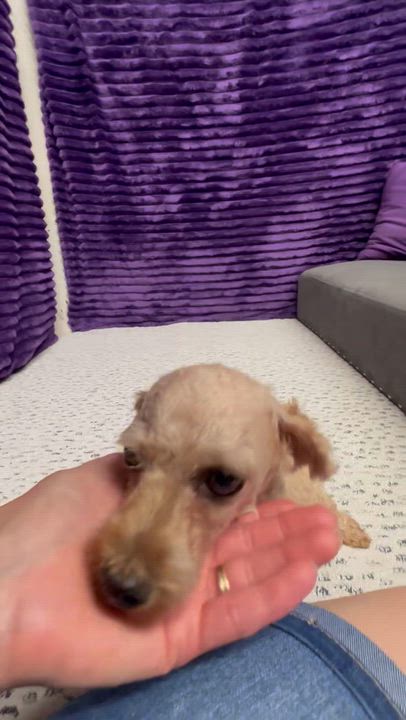 Enlarge Smiggin - Home Visit in Process, an adopted Poodle in Hartland, WI video 6/6