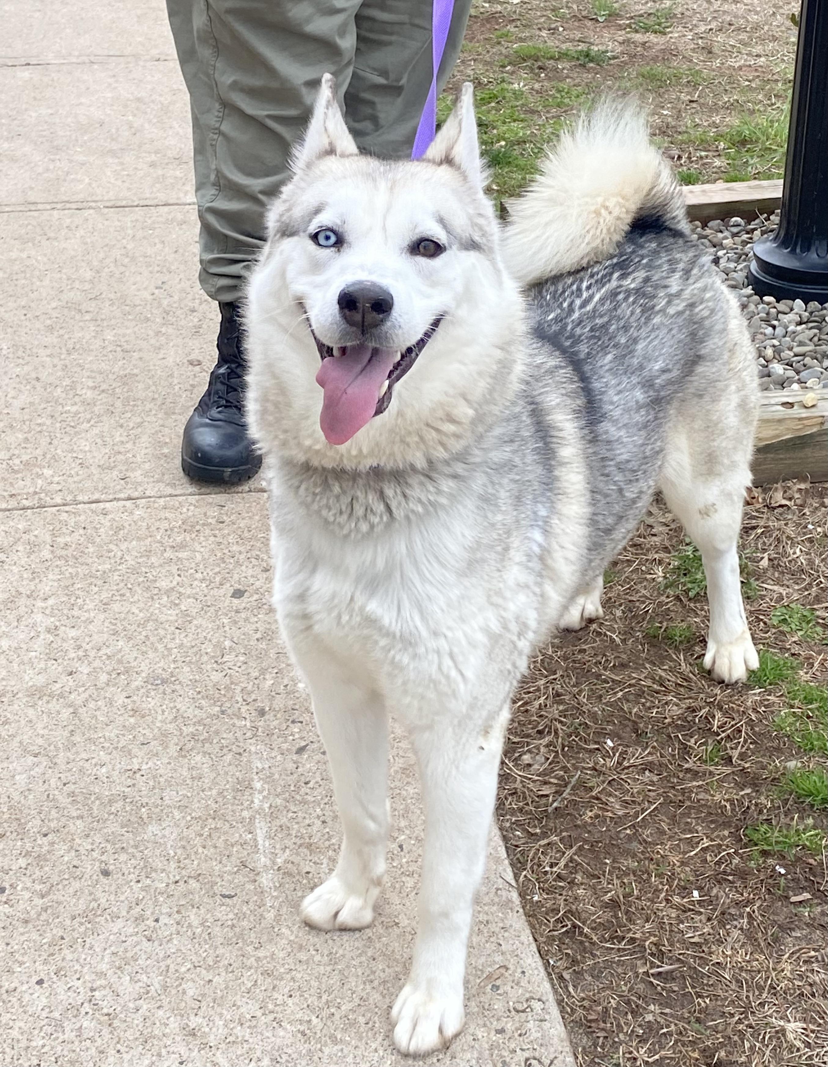 Enlarge Echo , a ADOPTABLE Husky in Somerset, NJ image 2/4