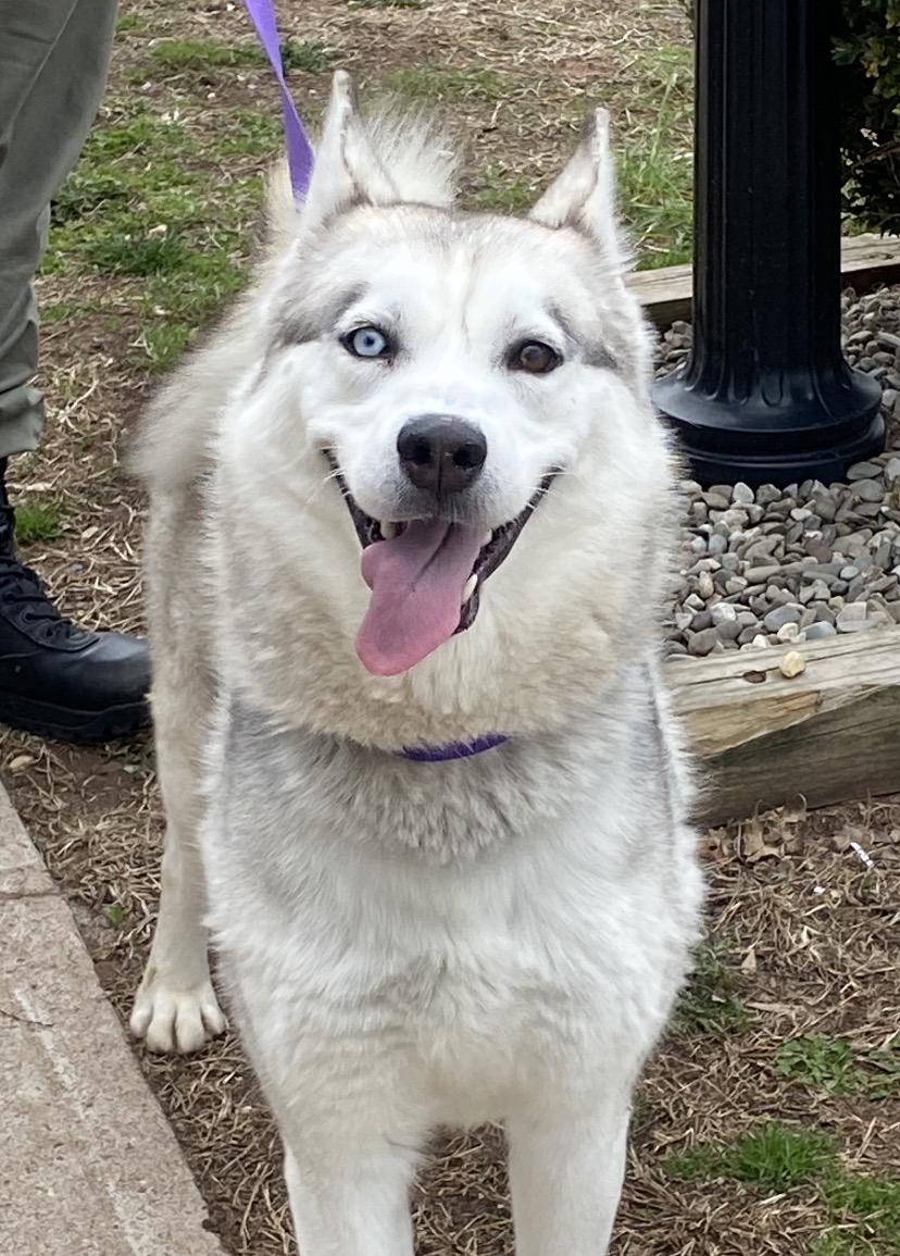 Echo , ADOPTABLE, Adult Female Husky.