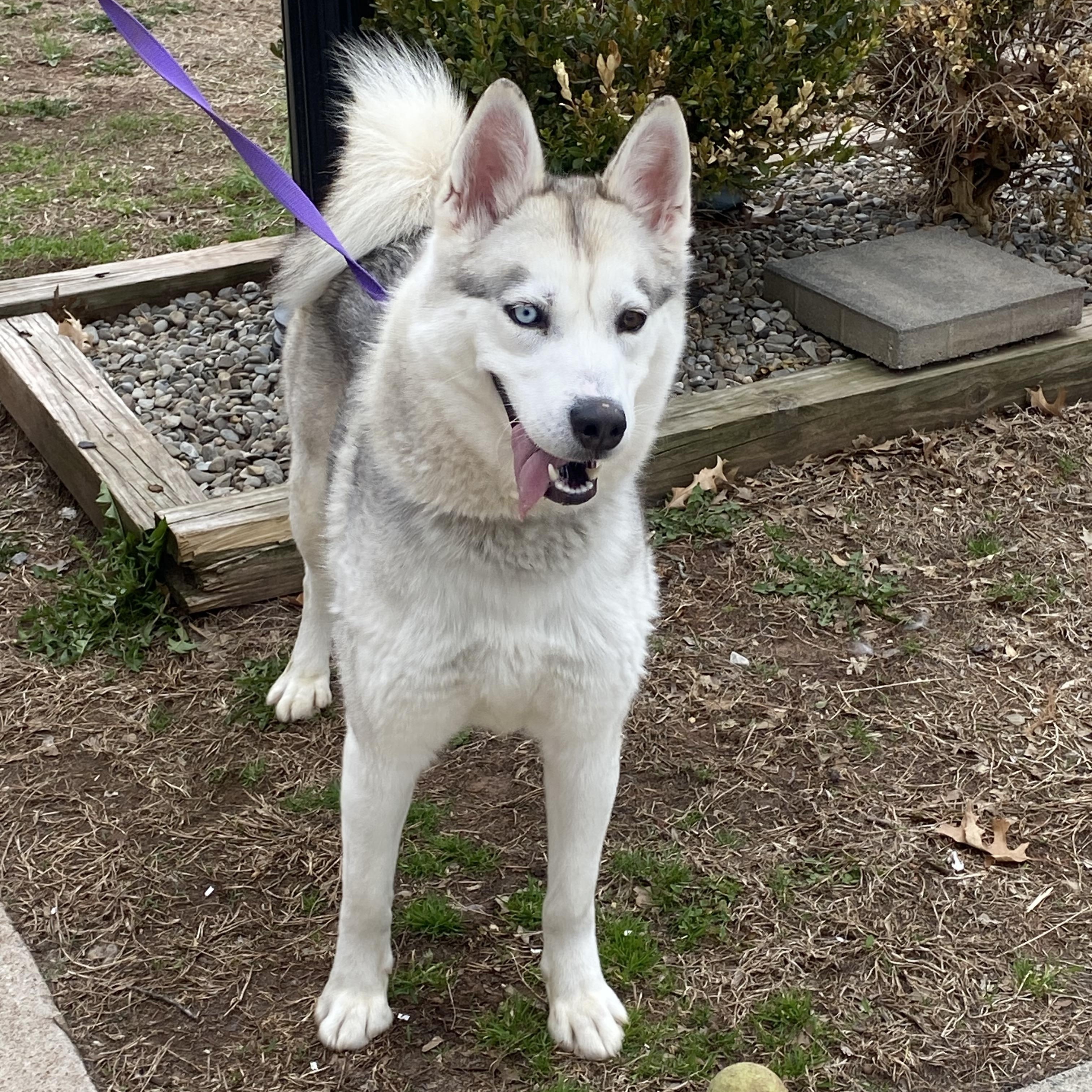 Enlarge Echo , a ADOPTABLE Husky in Somerset, NJ image 3/4