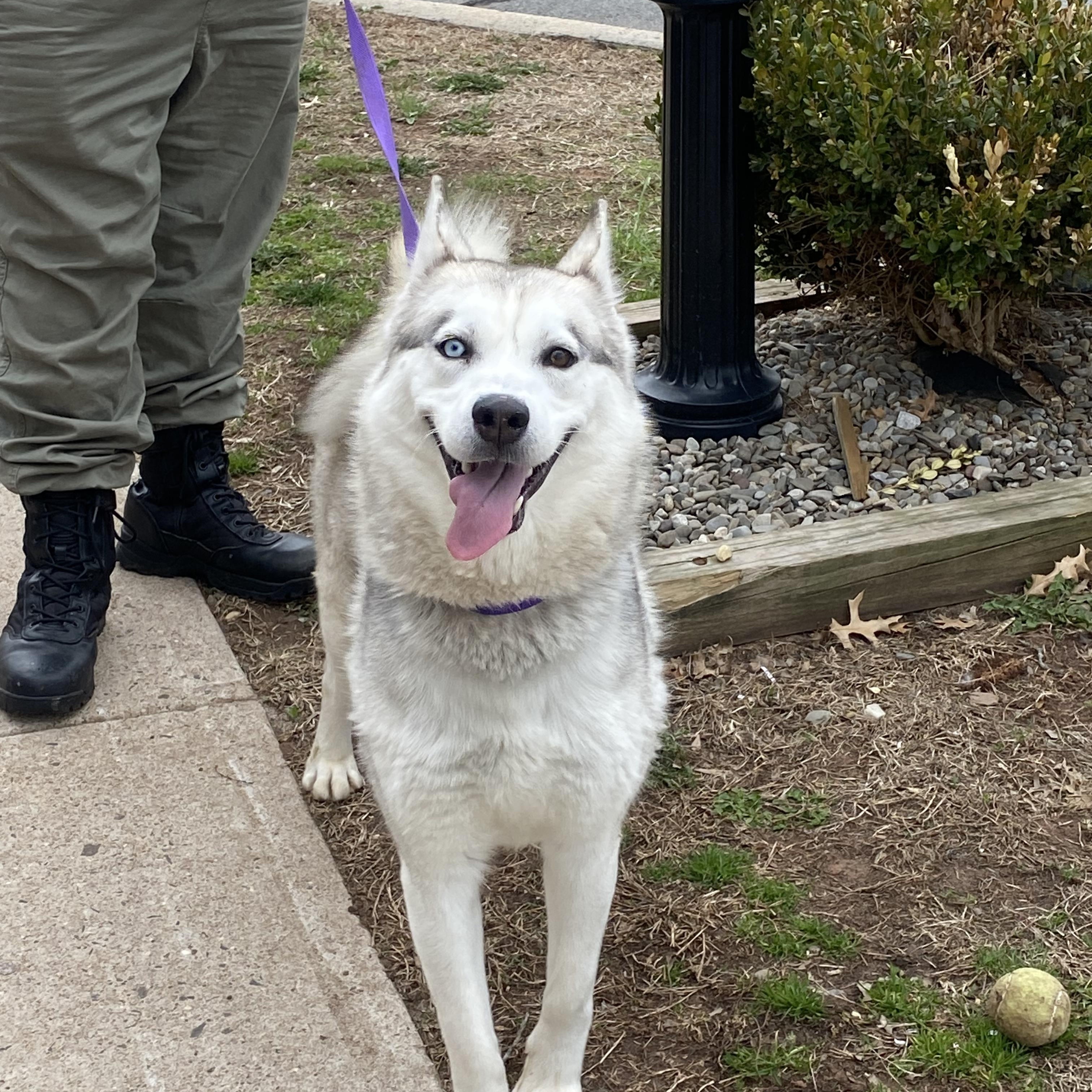 Enlarge Echo , a ADOPTABLE Husky in Somerset, NJ image 4/4