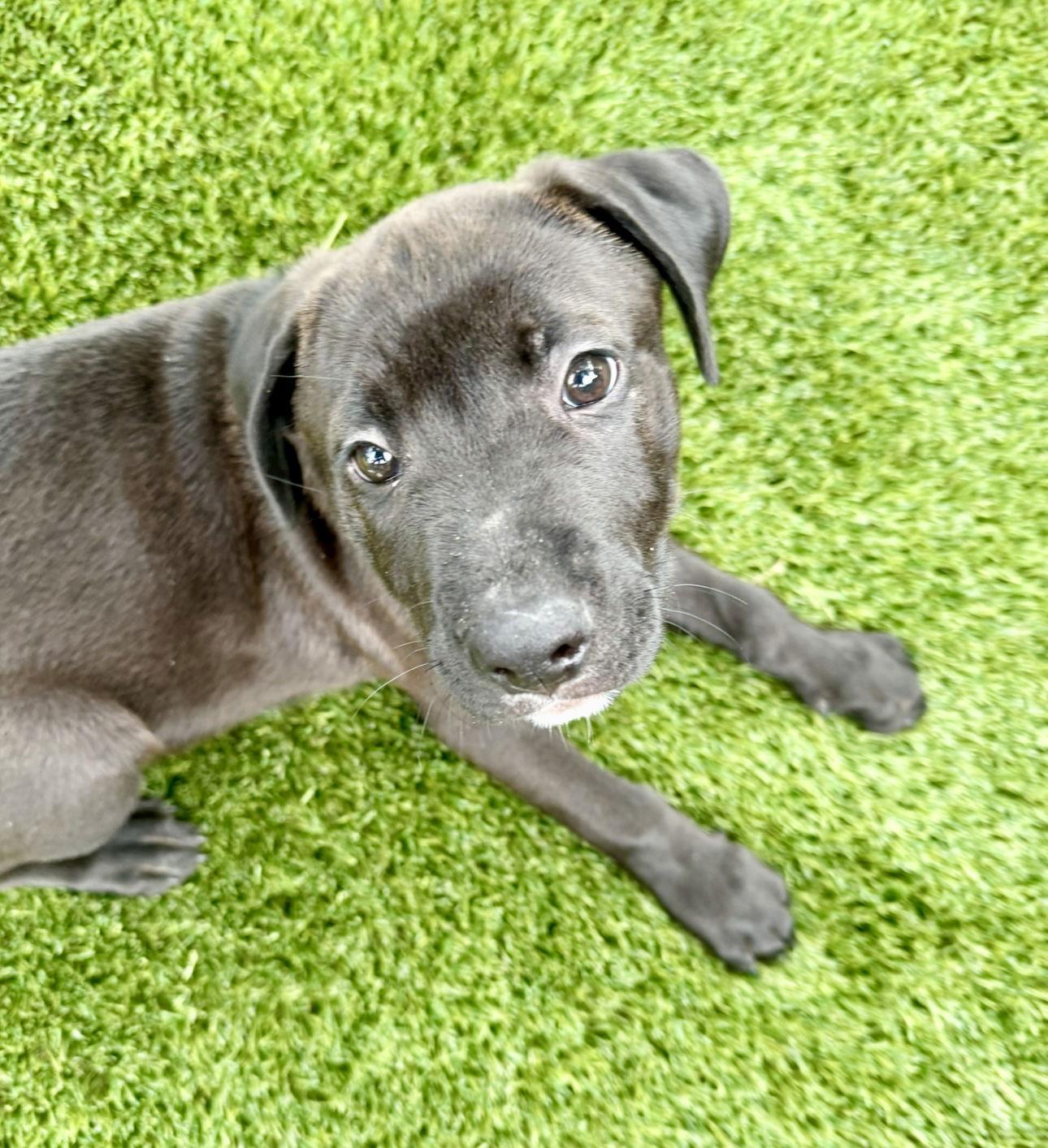 Gumball, Adopted, Puppy Male Labrador Retriever.