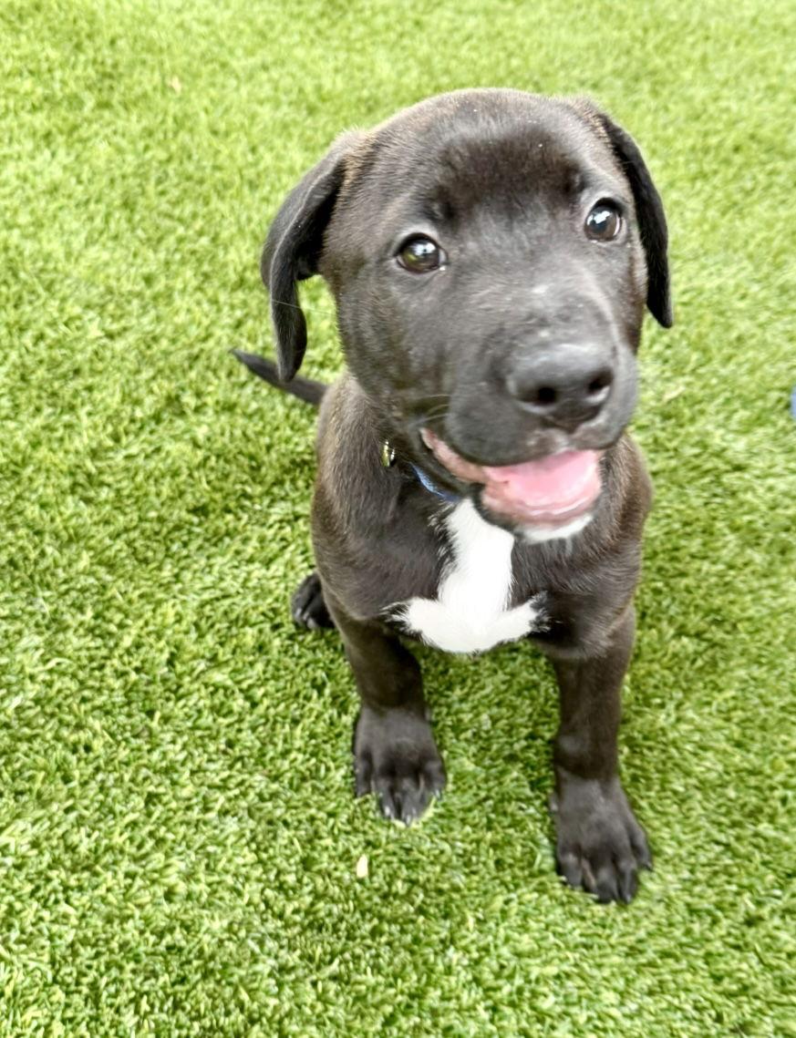 Enlarge Gumball, a Adopted Labrador Retriever in Houston, TX image 2/3