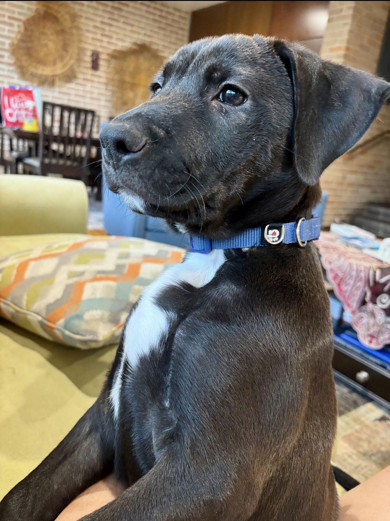 Gumball, Adopted, Puppy Male Labrador Retriever.