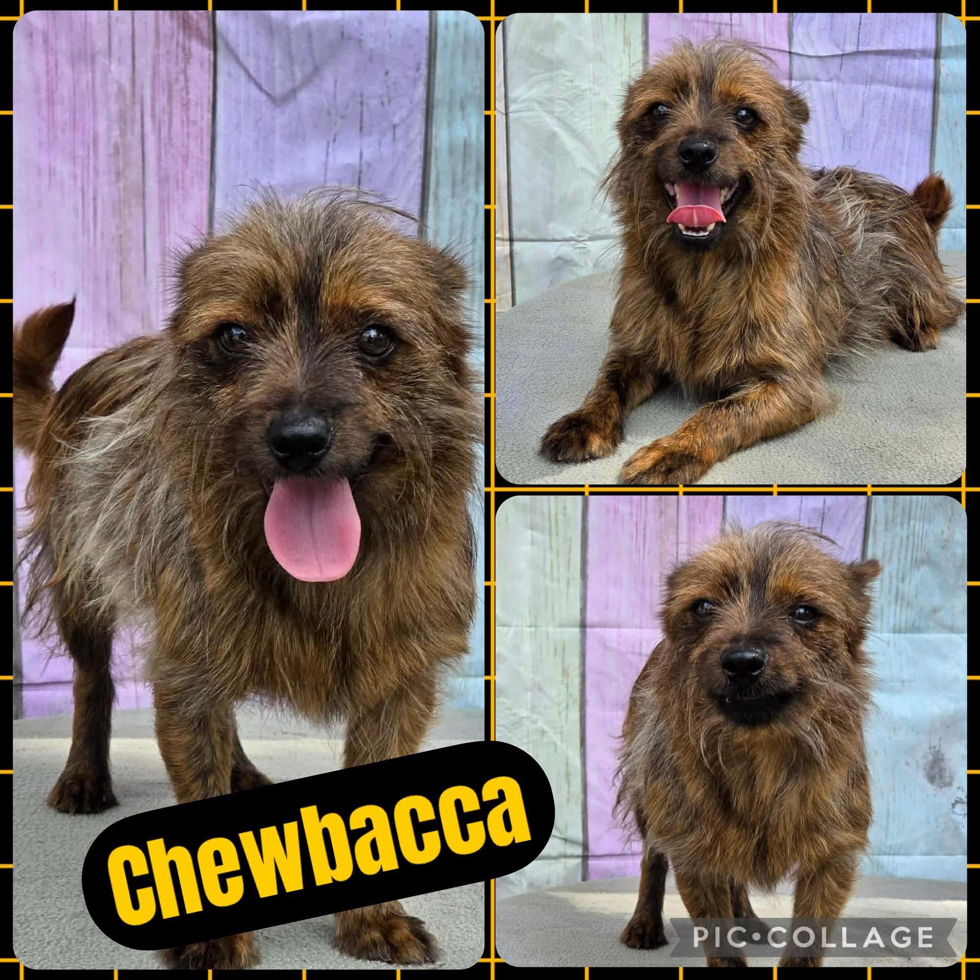 Chewbacca, ADOPTABLE, Adult Male Yorkshire Terrier & Cairn Terrier.