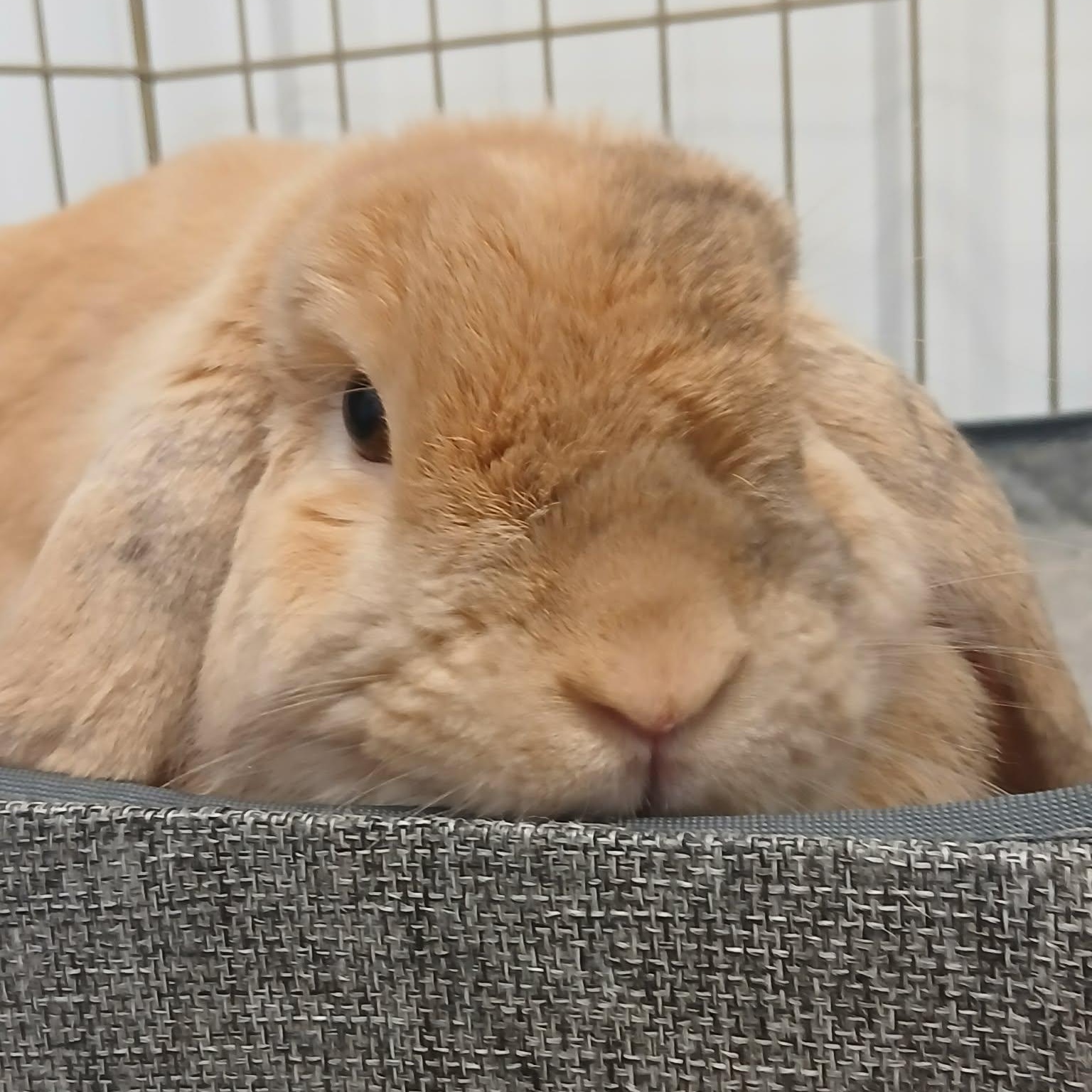 Enlarge Chewy, a Adoptable Holland Lop in Alma, MI image 2/2