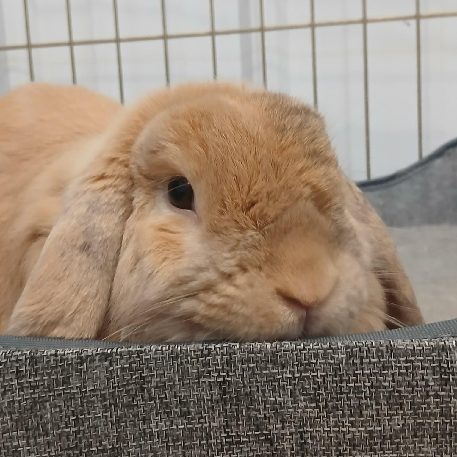Chewy, ADOPTABLE, Adult Male Holland Lop.