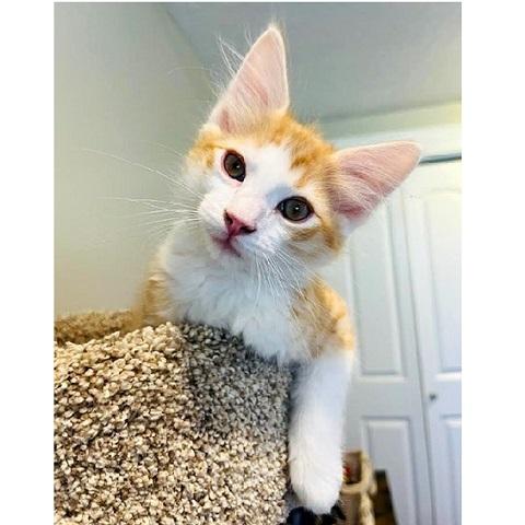 Sunny, ADOPTABLE, Kitten Male Tabby.
