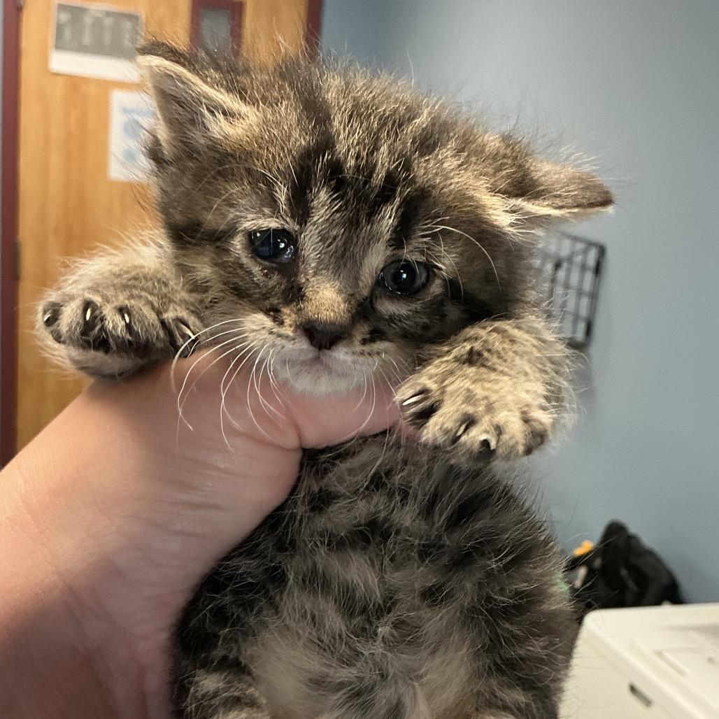 Enlarge Biscuit, a Adoptable Domestic Short Hair in St Joseph, MO image 1/1