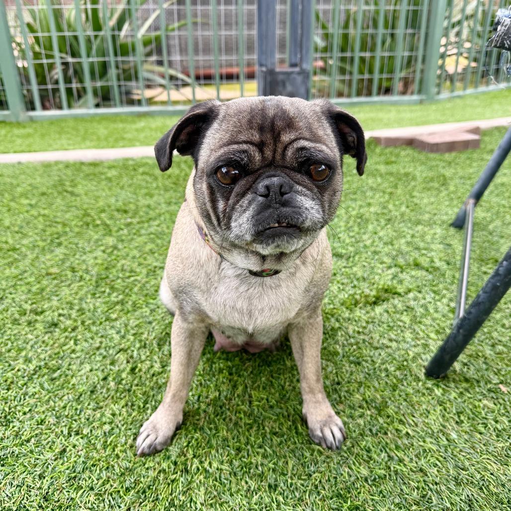 Enlarge Jane, a Adoptable Pug in Agoura Hills, CA image 1/3