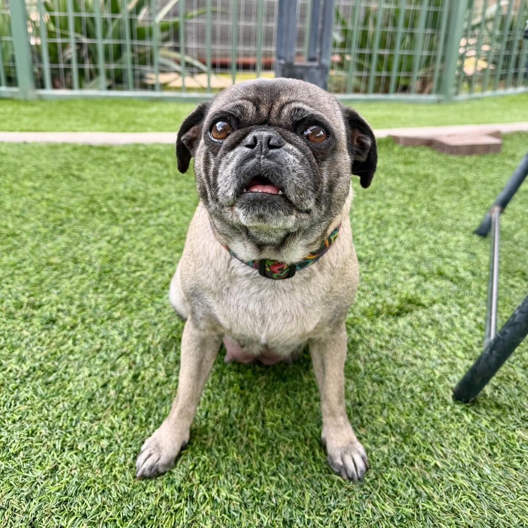Enlarge Jane, a Adoptable Pug in Agoura Hills, CA image 2/3