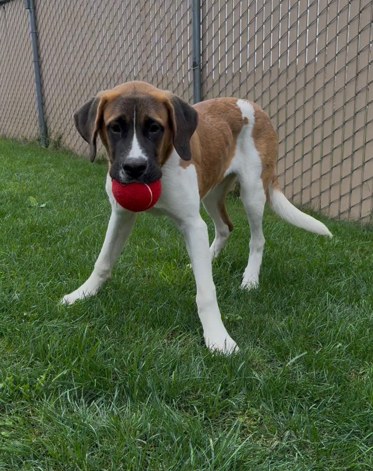 Enlarge Cleo, a Adoptable Saint Bernard in Tiffin, OH image 2/4