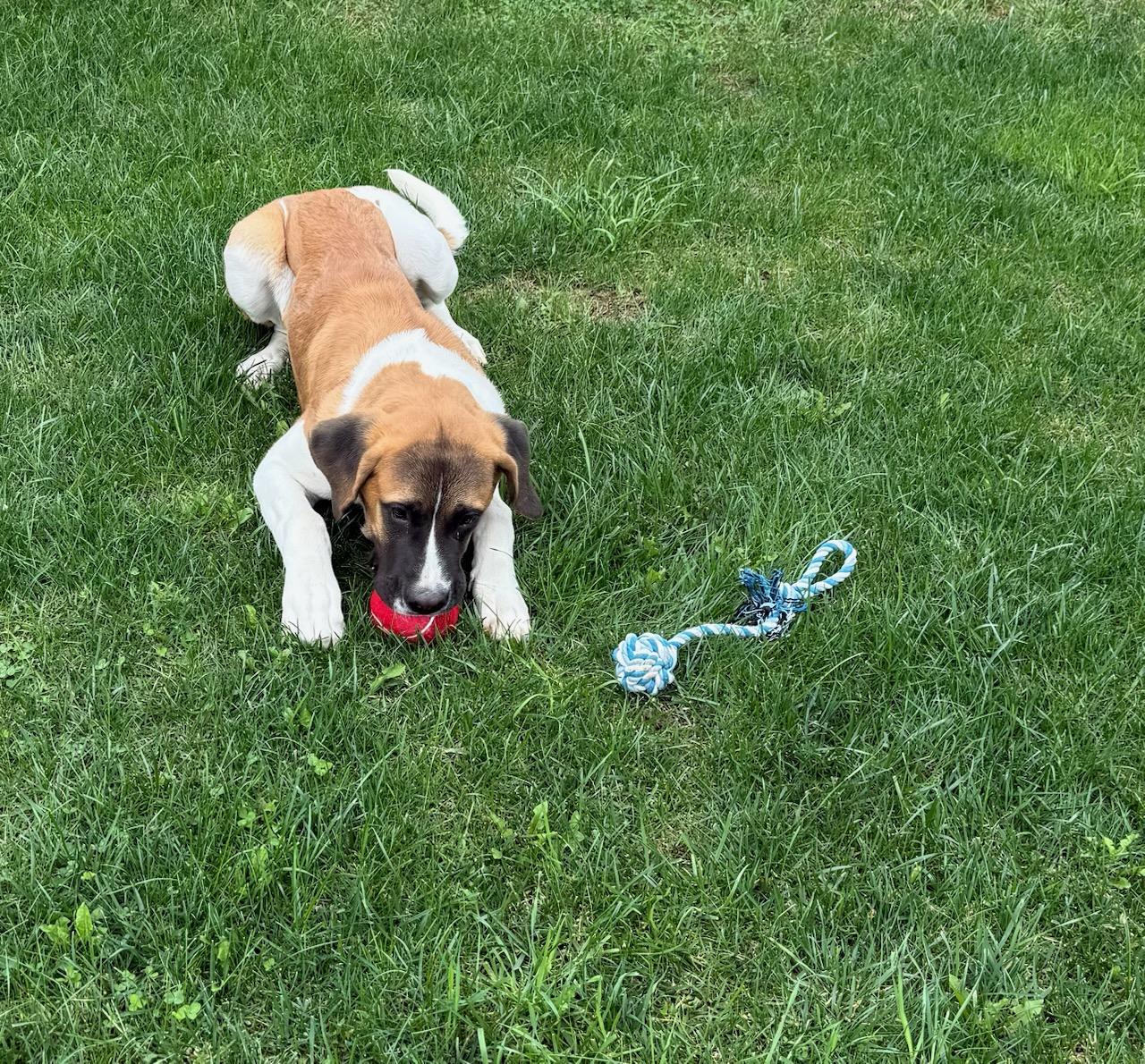 Enlarge Cleo, a Adoptable Saint Bernard in Tiffin, OH image 3/4