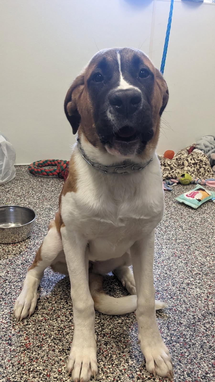 Enlarge Cleo, a Adoptable Saint Bernard in Tiffin, OH image 4/4