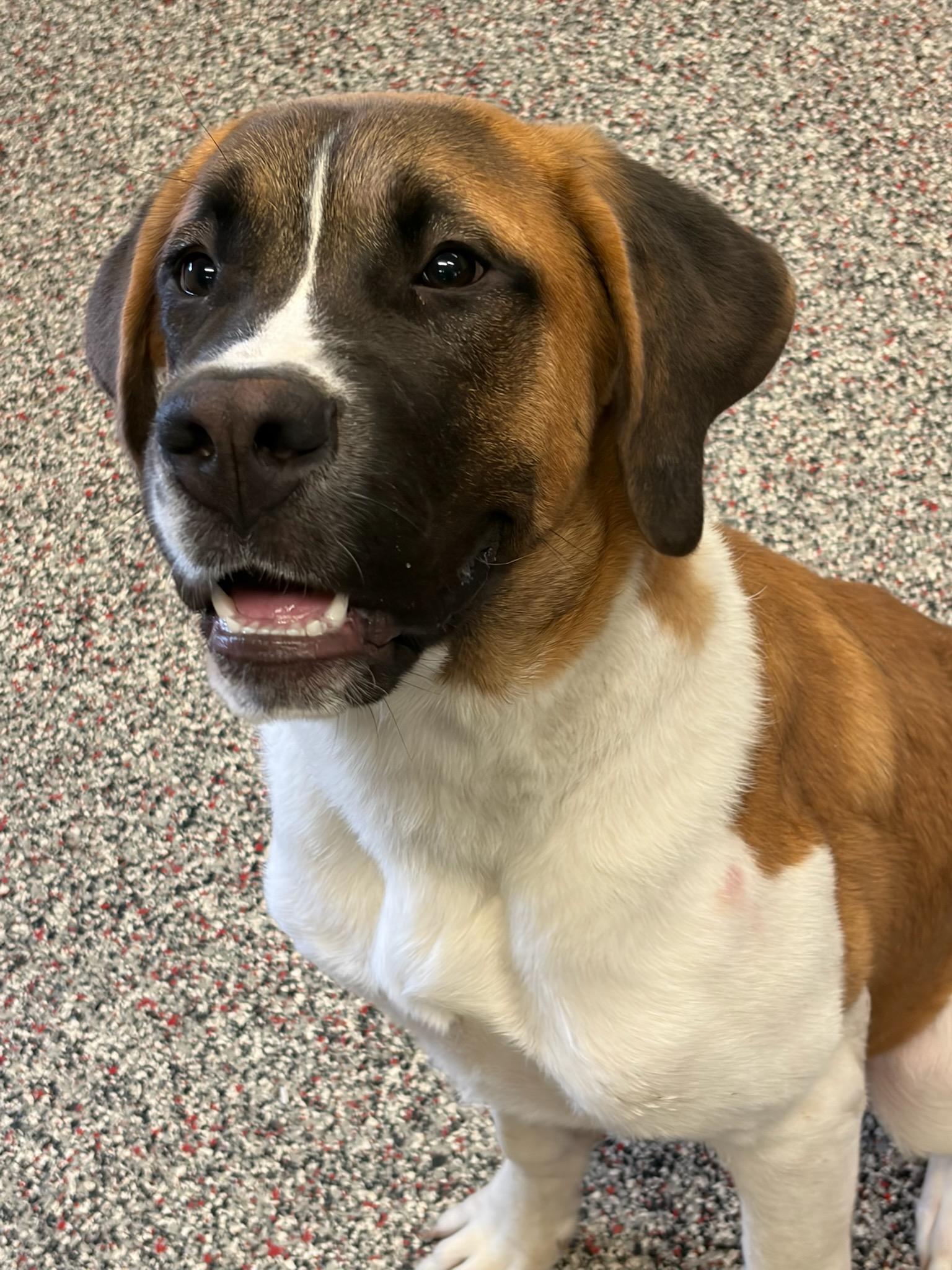 Cleo, Adoptable, Puppy Female Saint Bernard.
