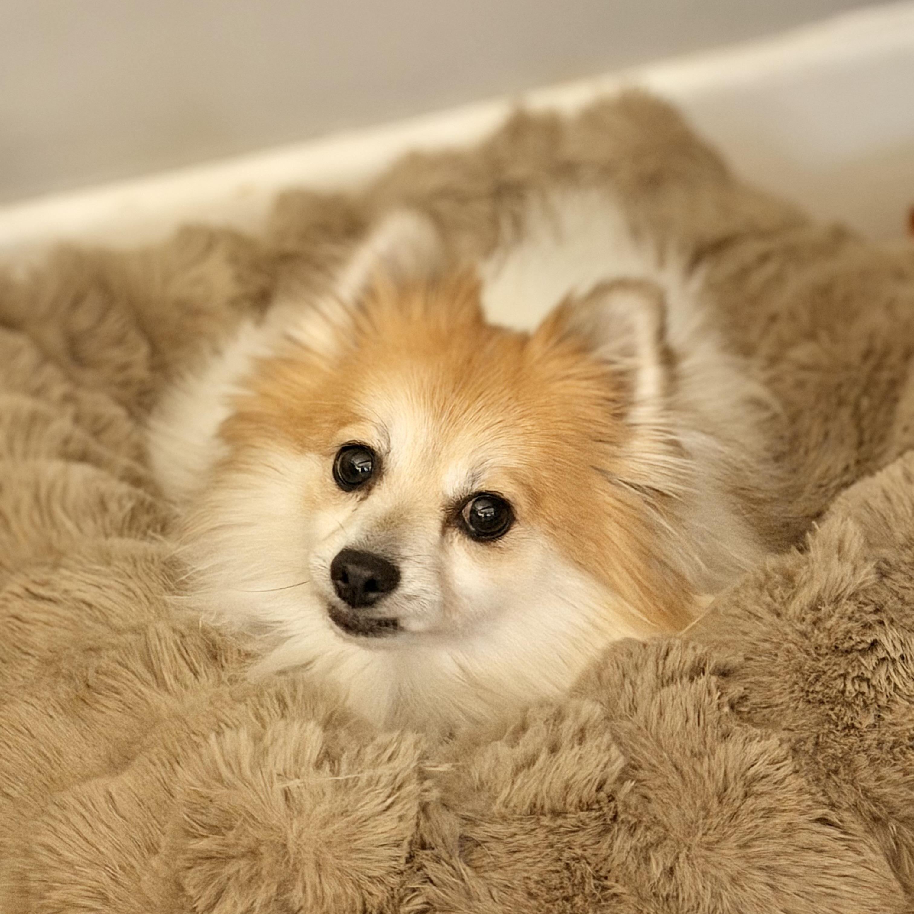 Dolly, a Adoptable Pomeranian in Buffalo, NY image 5/5