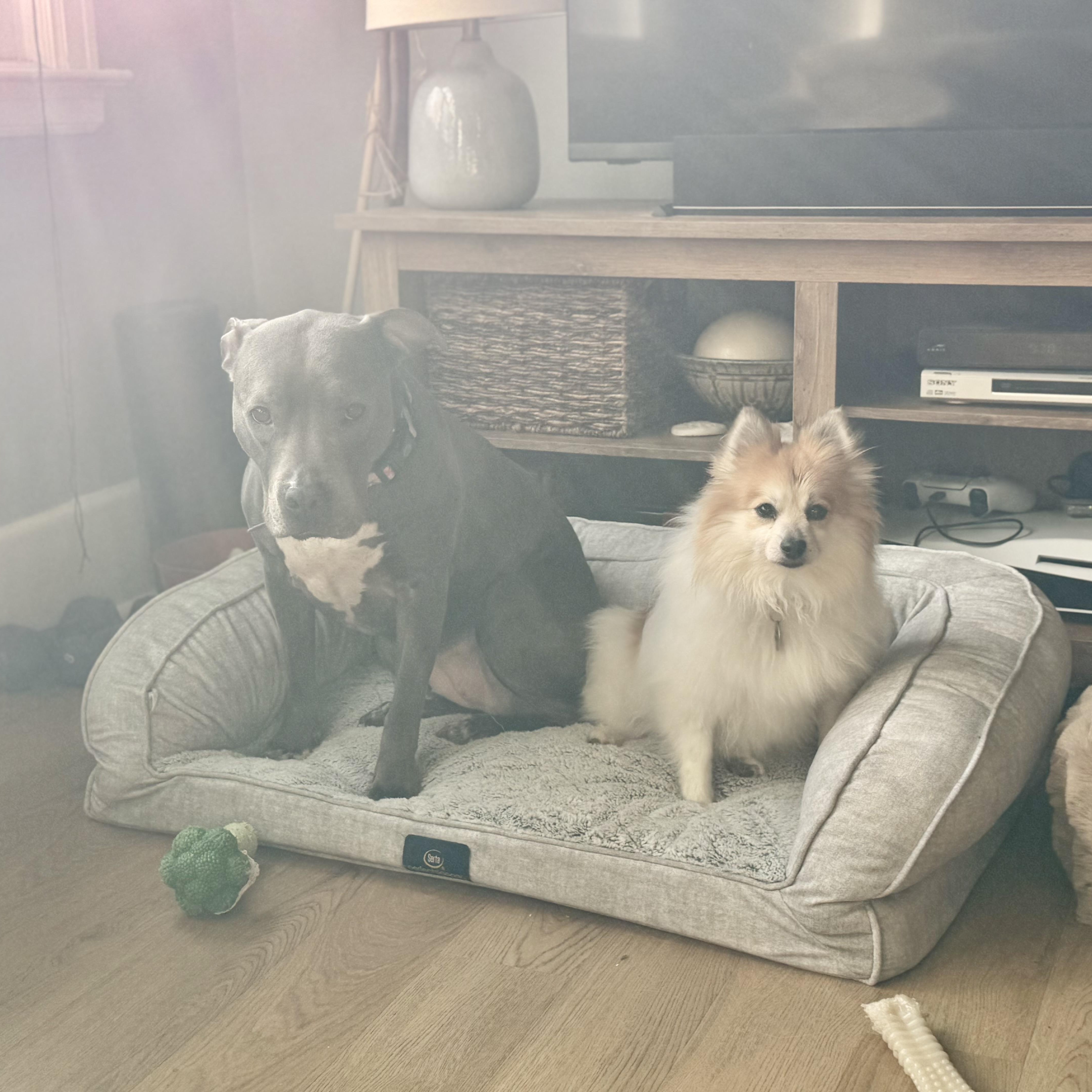 Dolly, a Adoptable Pomeranian in Buffalo, NY image 4/5